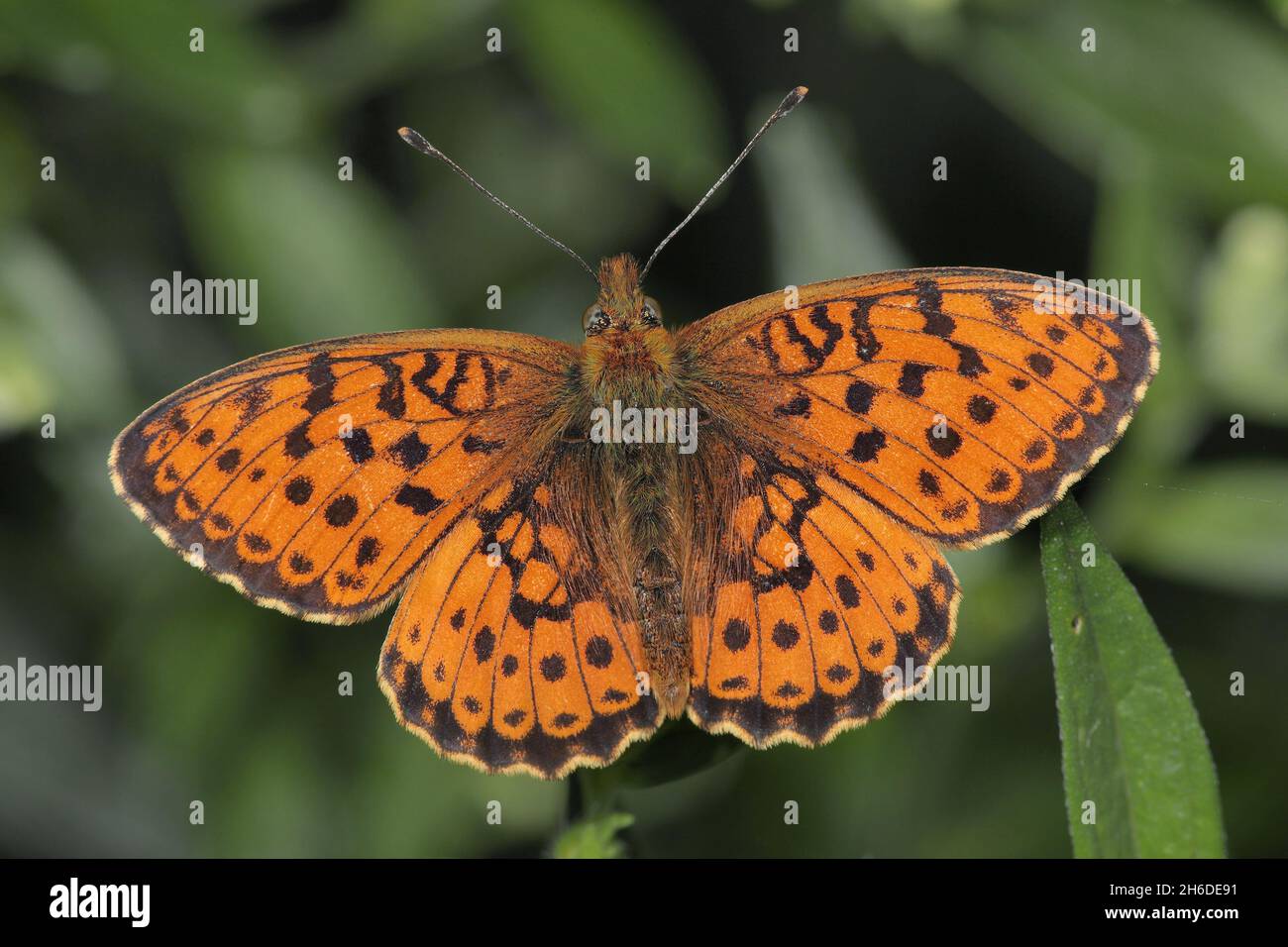 lesser marbled fritillary (Brenthis ino), sits on a leaf, Germany Stock Photo
