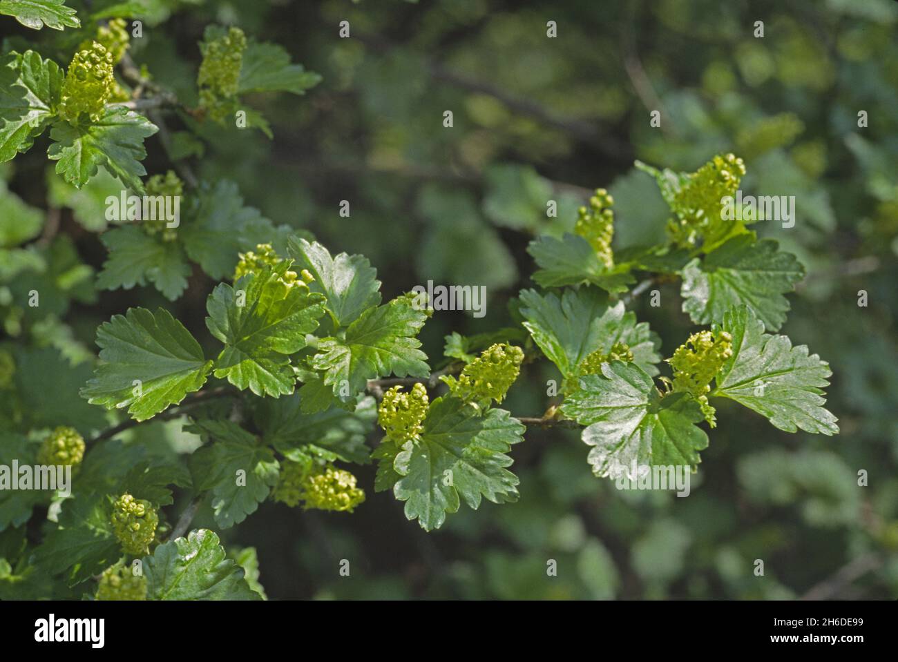 mountain currant (Ribes alpinum), blooming twig, Germany Stock Photo