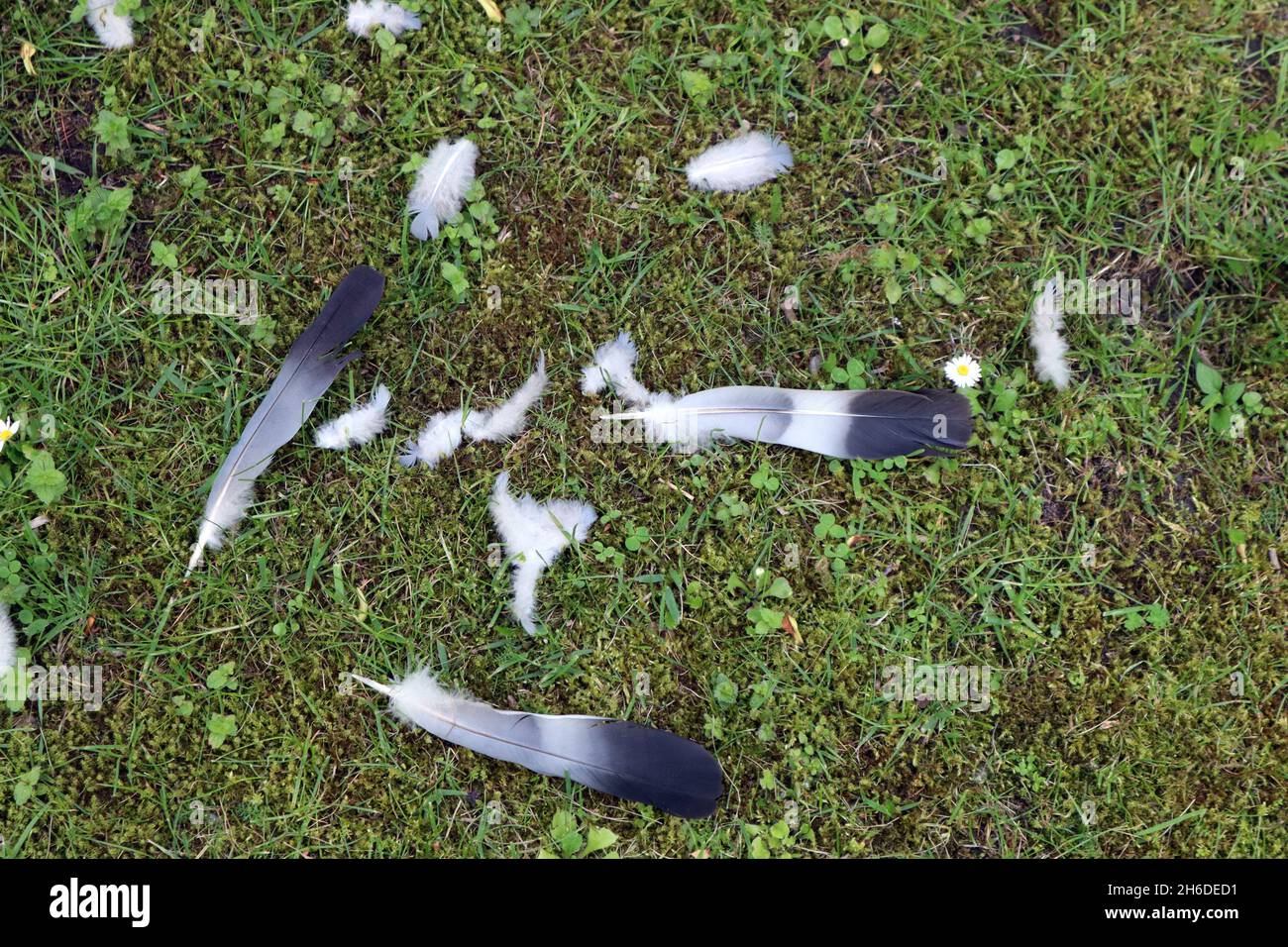 domestic pigeon, feral pigeon (Columba livia f. domestica), plucking with feathers of a domestic pigeon, Germany Stock Photo