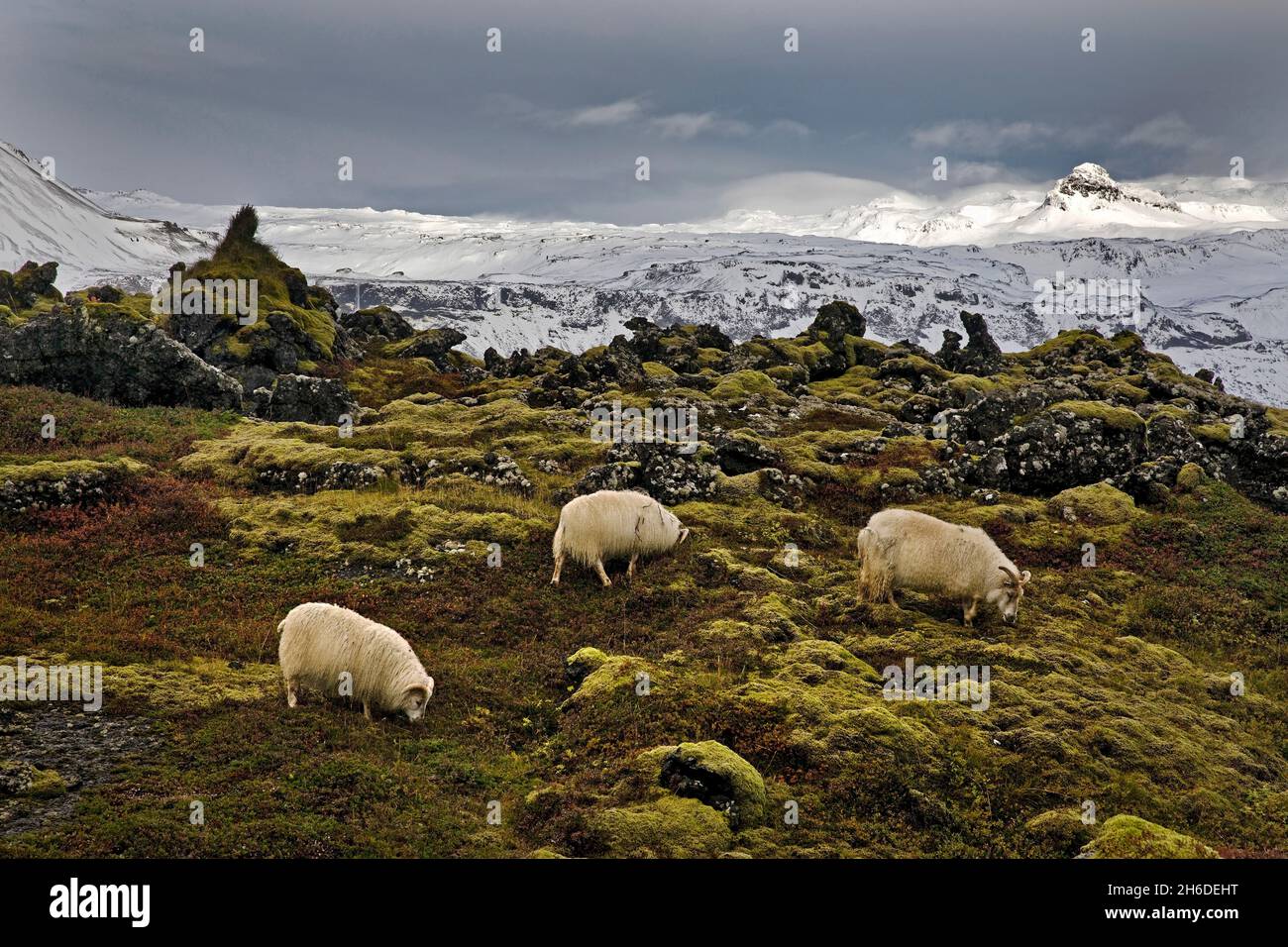 domestic sheep (Ovis ammon f. aries), three sheeps in front of mountain scenery with snow, Iceland, Snaefellsnes Stock Photo