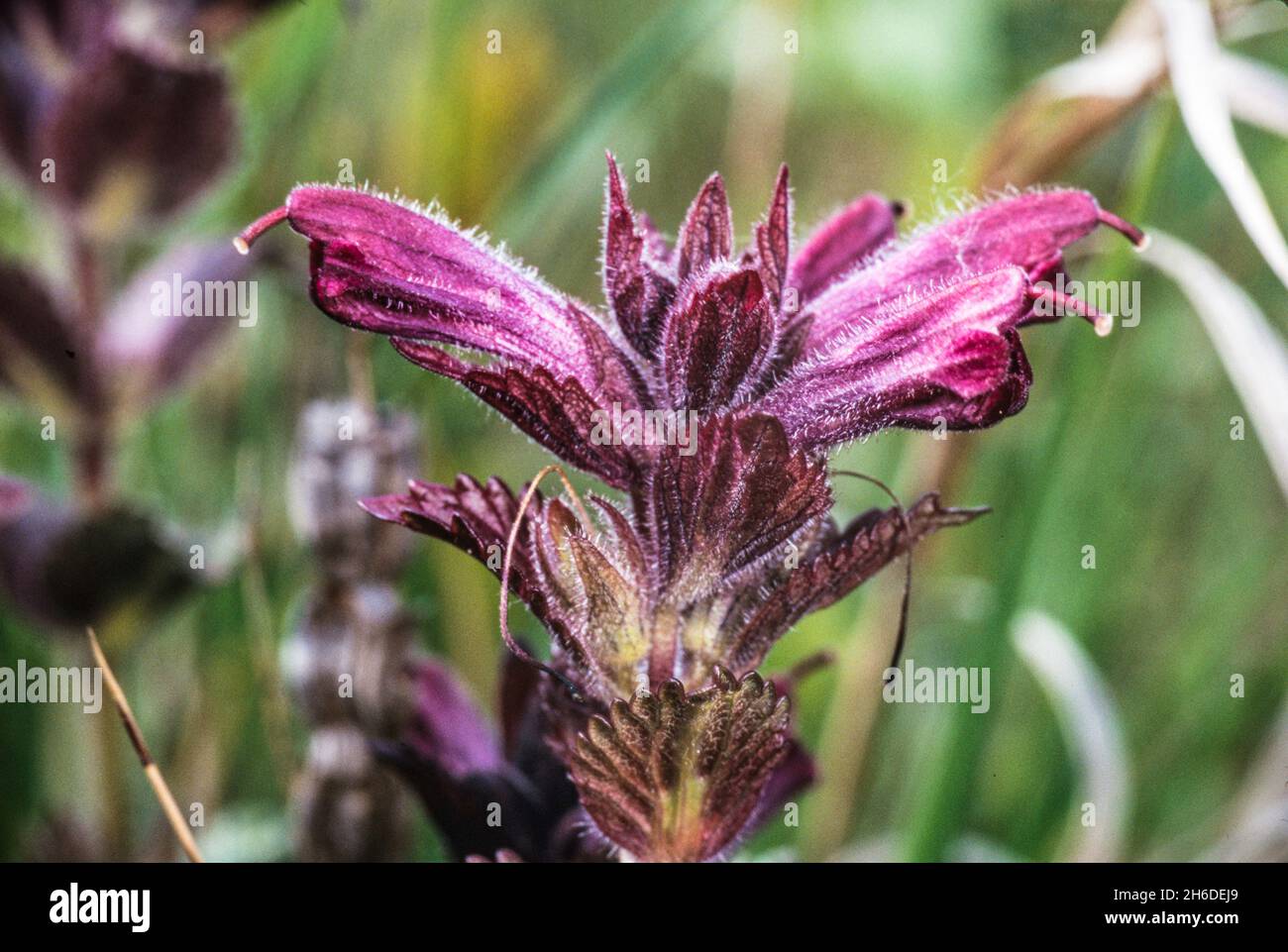 Alpine bartsia, Velvetbells (Bartsia alpina), close-up of an inflorescence, Germany Stock Photo