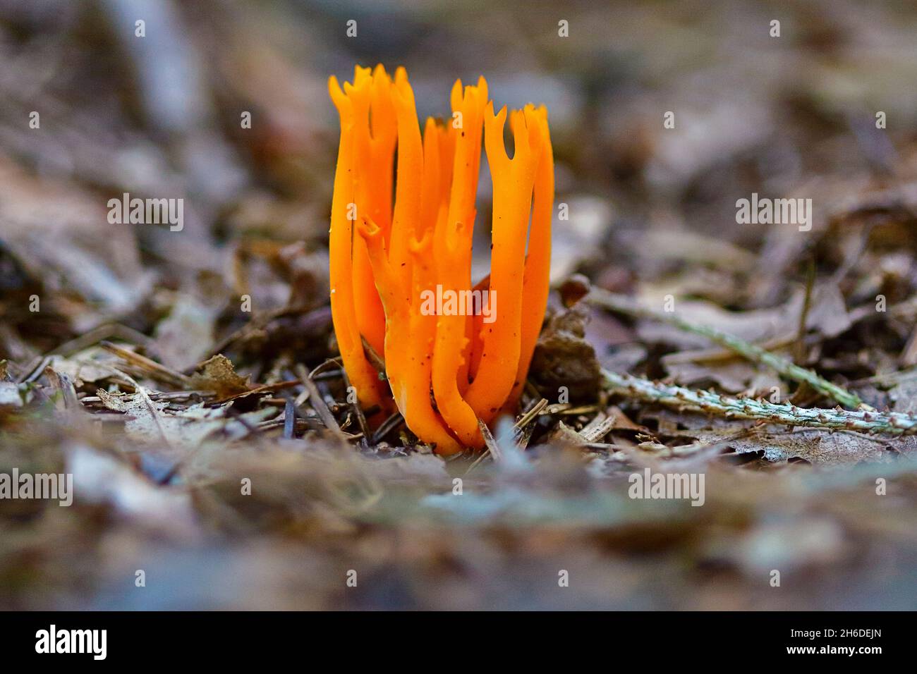 Yellow staghorn, Yellow stagshorn (Calocera viscosa, Tylophilus fellus), Single fruiting body on forest floor, Germany, North Rhine-Westphalia Stock Photo