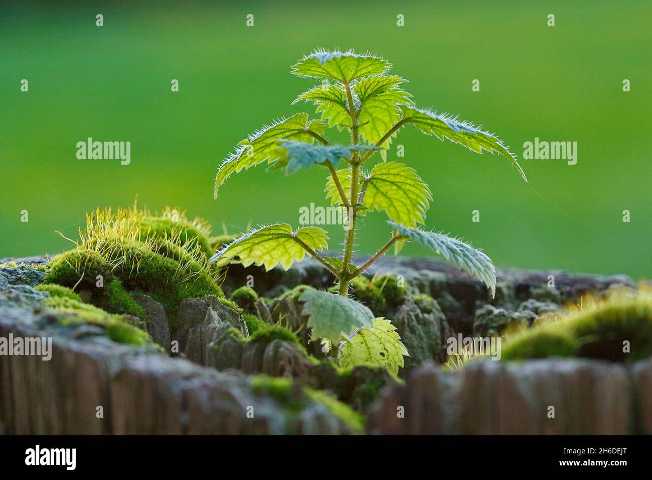 common nettle, stinging nettle, nettle leaf, nettle, stinger (Urtica dioica), growing on a stub, Germany, North Rhine-Westphalia Stock Photo