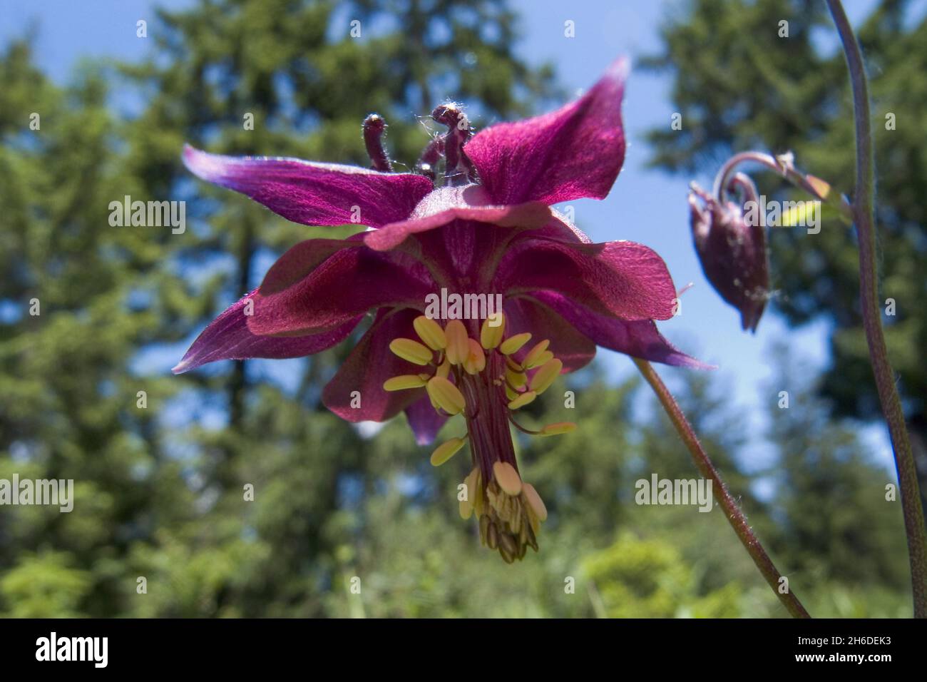 Dark columbine, Granny's bonnet, Dark Red Columbine (Aquilegia atrata), flower, Germany Stock Photo