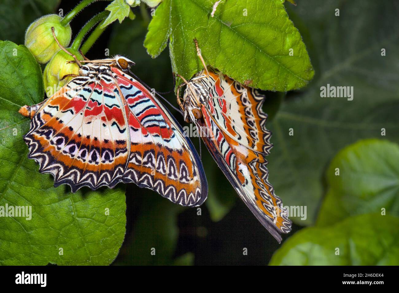 red lacewing (Cethosia biblis, Papilio biblis), two red lacewings on a leaf Stock Photo