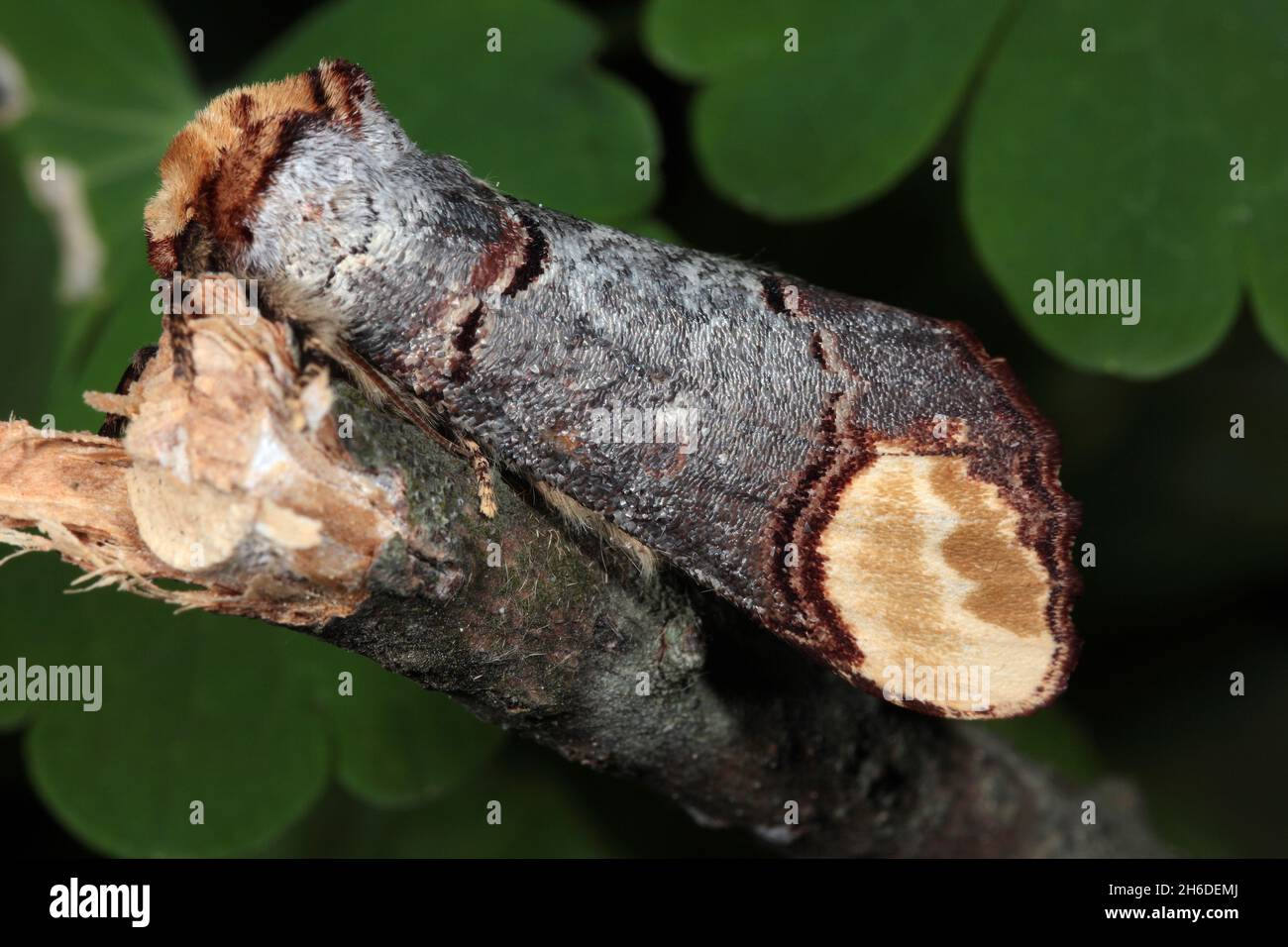Buff-tip moth, Buff tip caterpillar (Phalera bucephala), sits on a twig, Germany Stock Photo