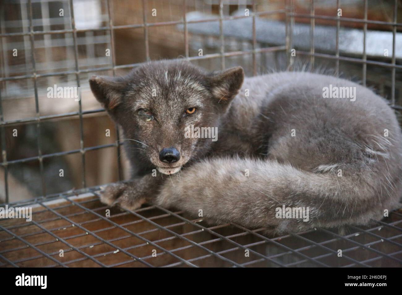 red fox (Vulpes vulpes), Grey fox at a fur farm, Poland Stock Photo