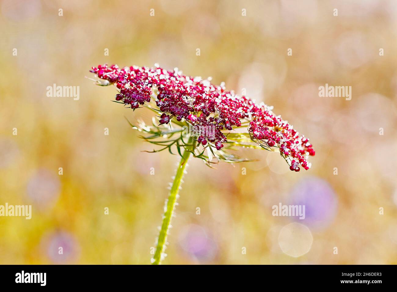 Queen Anne's lace, wild carrot (Daucus carota), inflorescence with red flowers, Germany, North Rhine-Westphalia Stock Photo