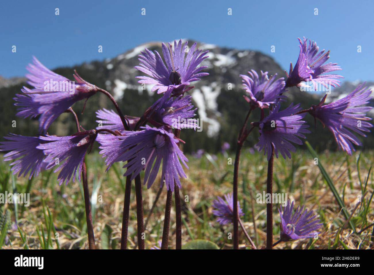 Alpine snowbell, Moonwort (Soldanella alpina), blooming in front of mountain scenery, Germany Stock Photo