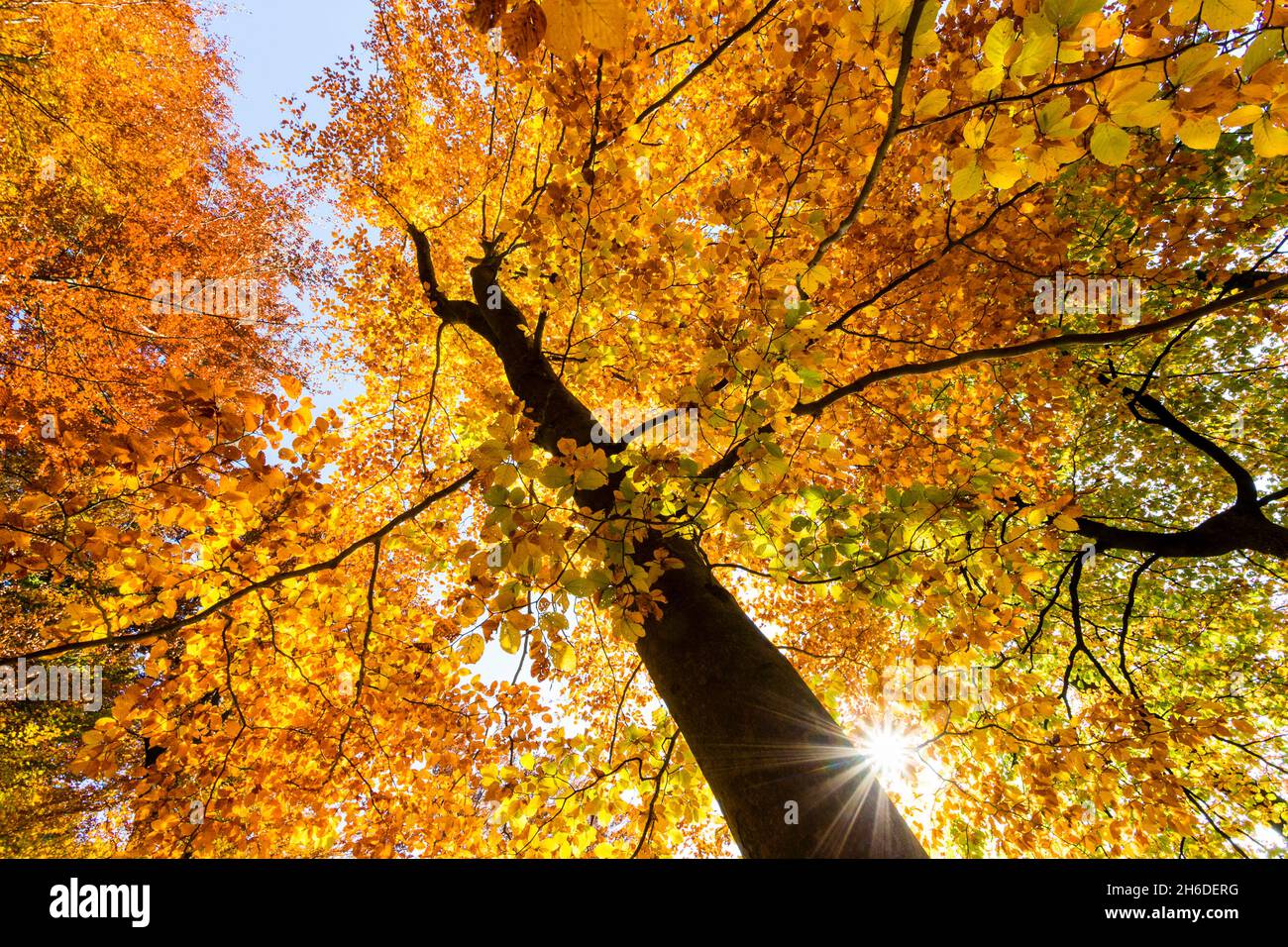 common beech (Fagus sylvatica), view into the tree tops of a beech forest with autumn colours, Tree of the Year 2022, Germany, Odenwald Stock Photo