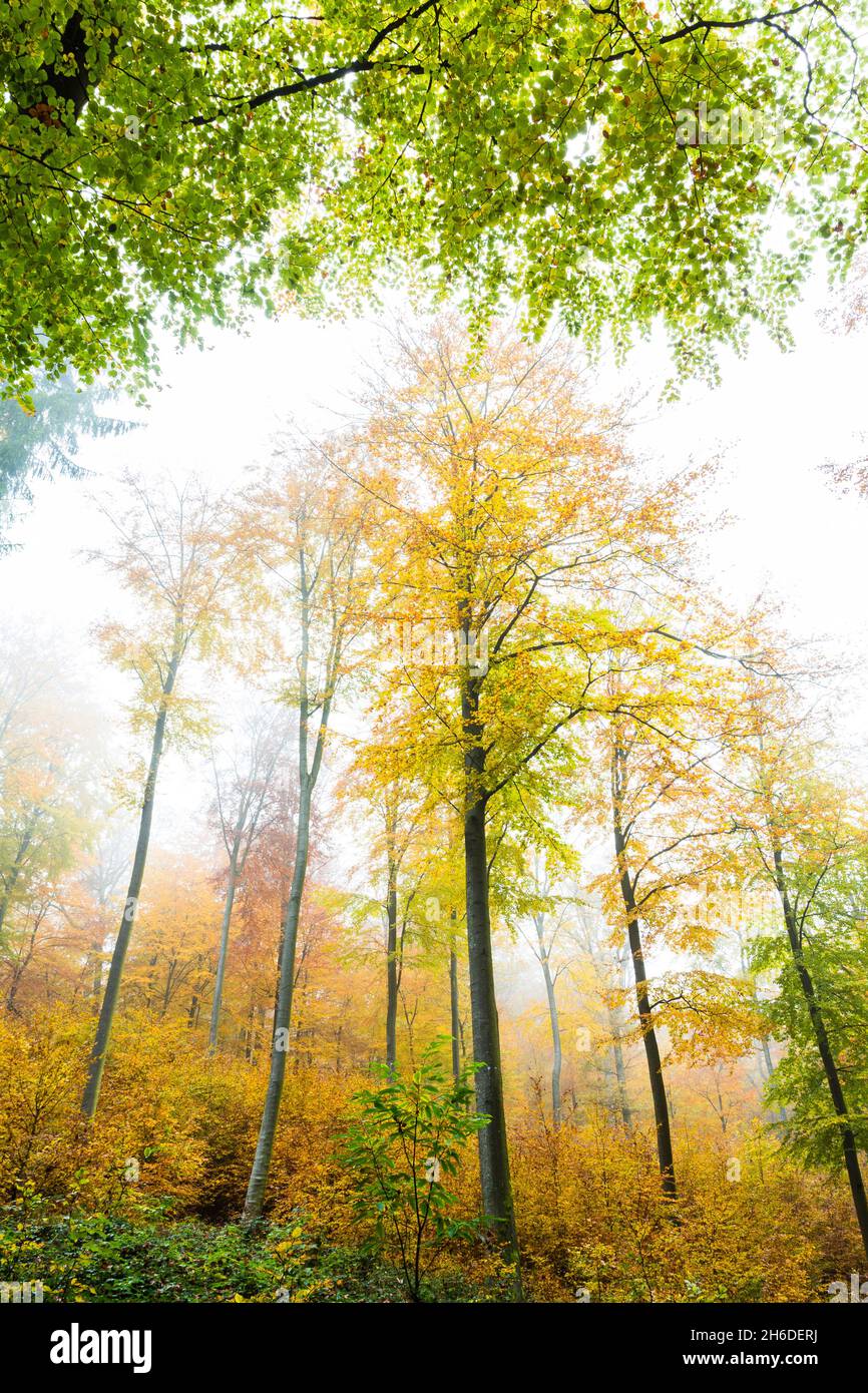 Fall autumn forest forests hi-res stock photography and
