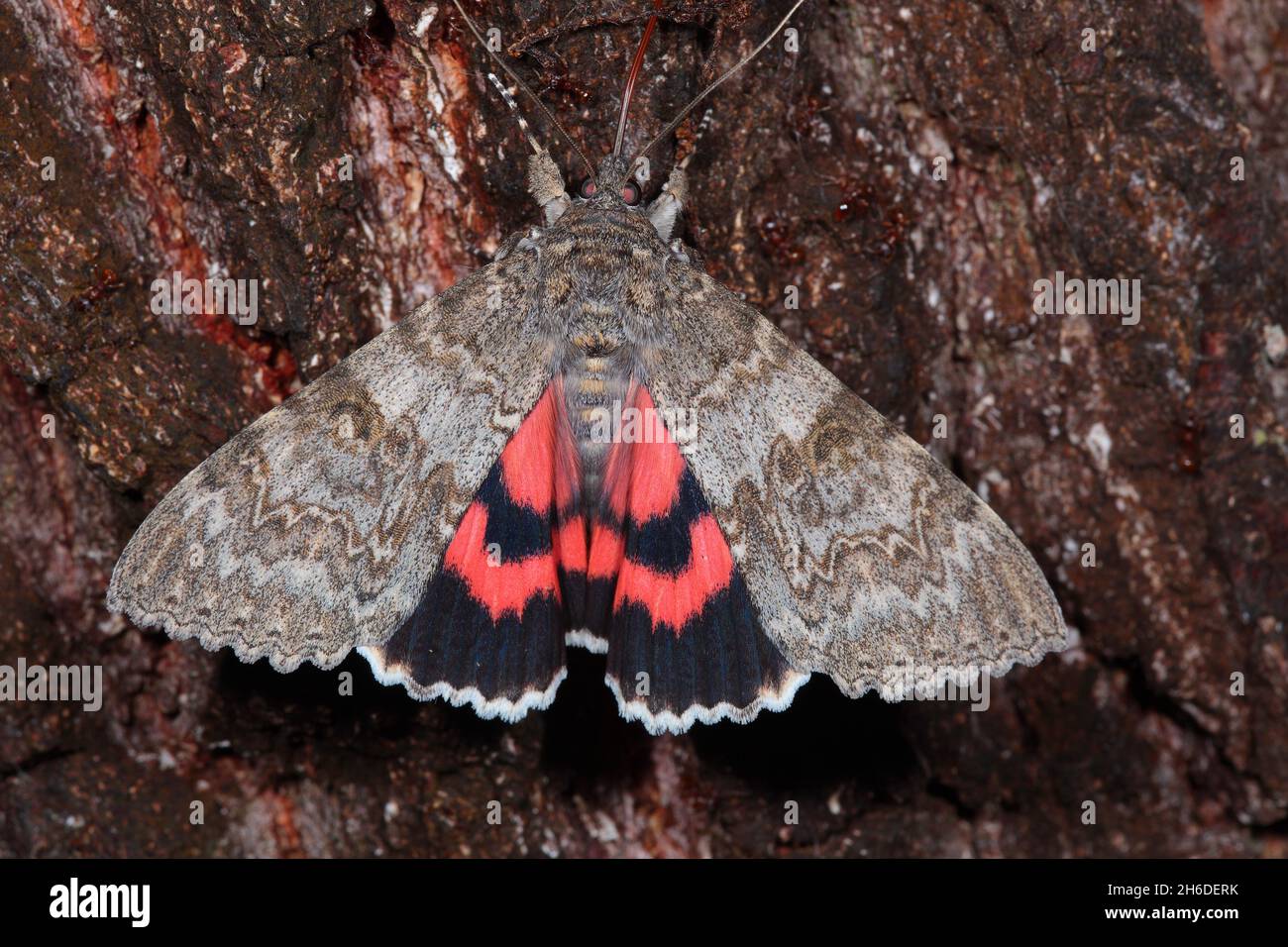 Red underwing moth hires stock photography and images Alamy