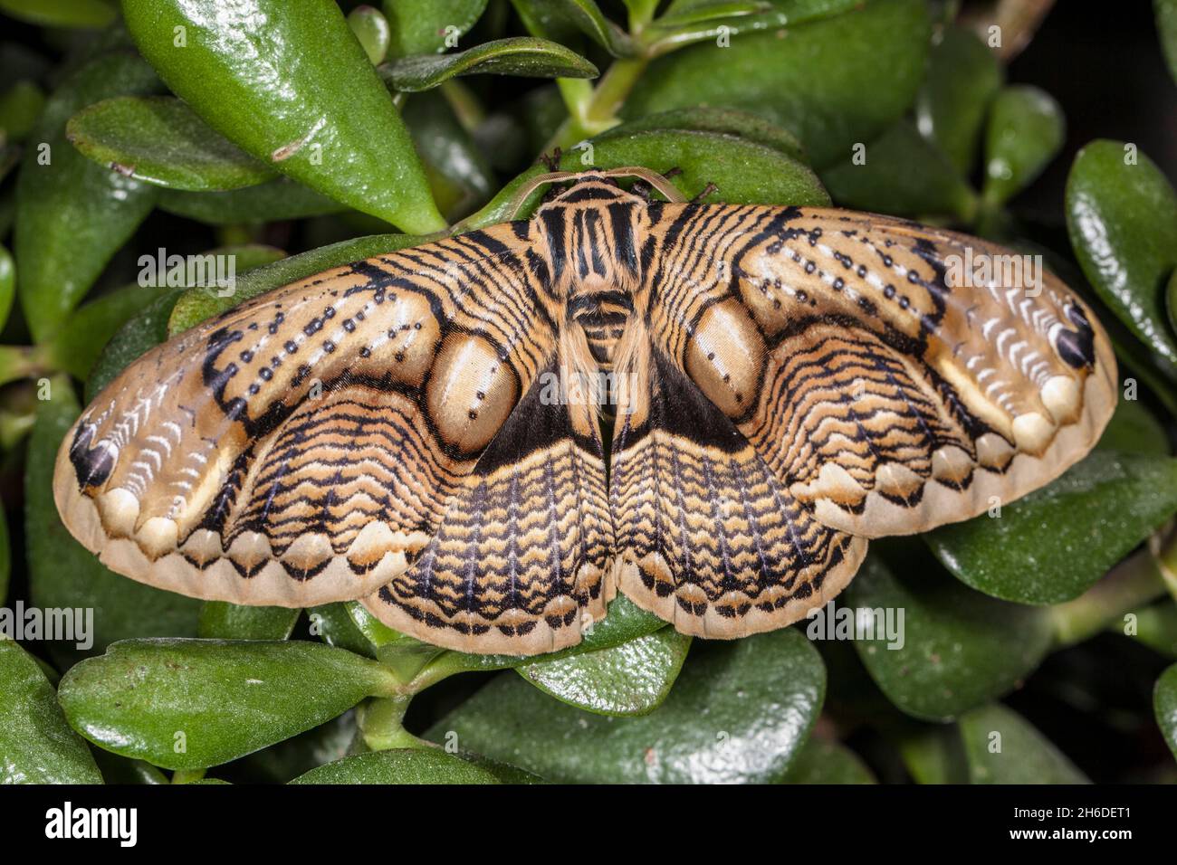 owl moth (Brahmaea wallichii), sits on a succulent Stock Photo