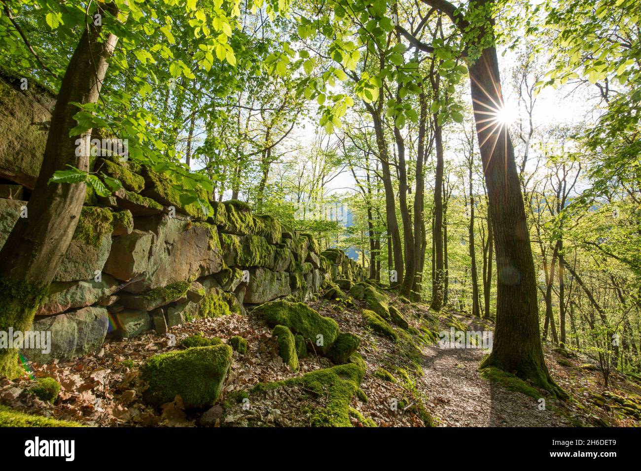 common beech (Fagus sylvatica), hiking trail along a dry stone wall, Tree of the year 2022, Germany, Odenwald Stock Photo