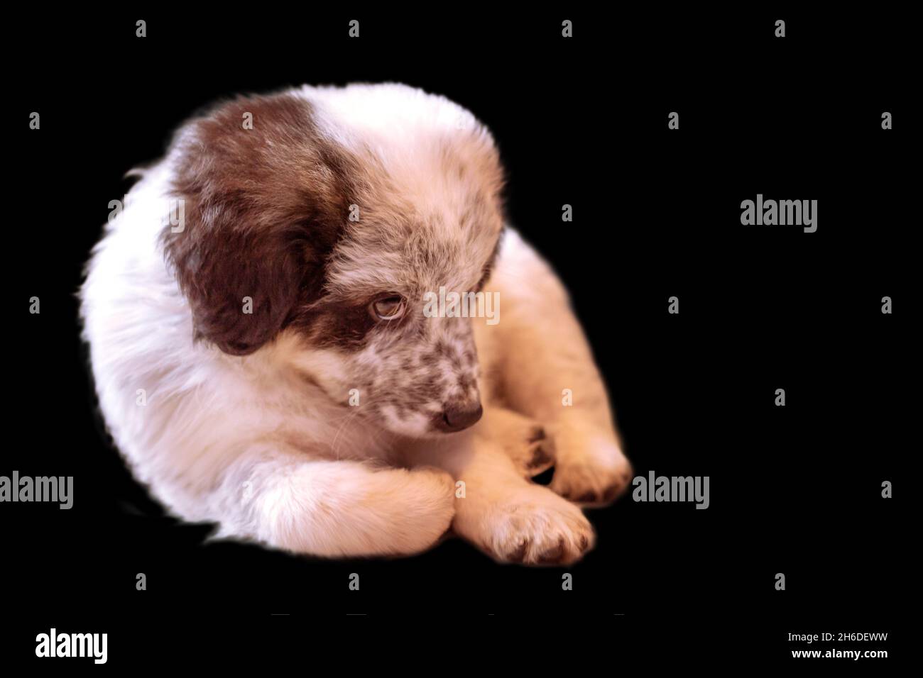 Shy Bulgarian shepherd puppy dog isolated on black background Stock Photo