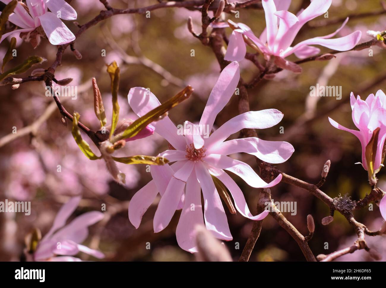 Magnolia stellata in flower Stock Photo