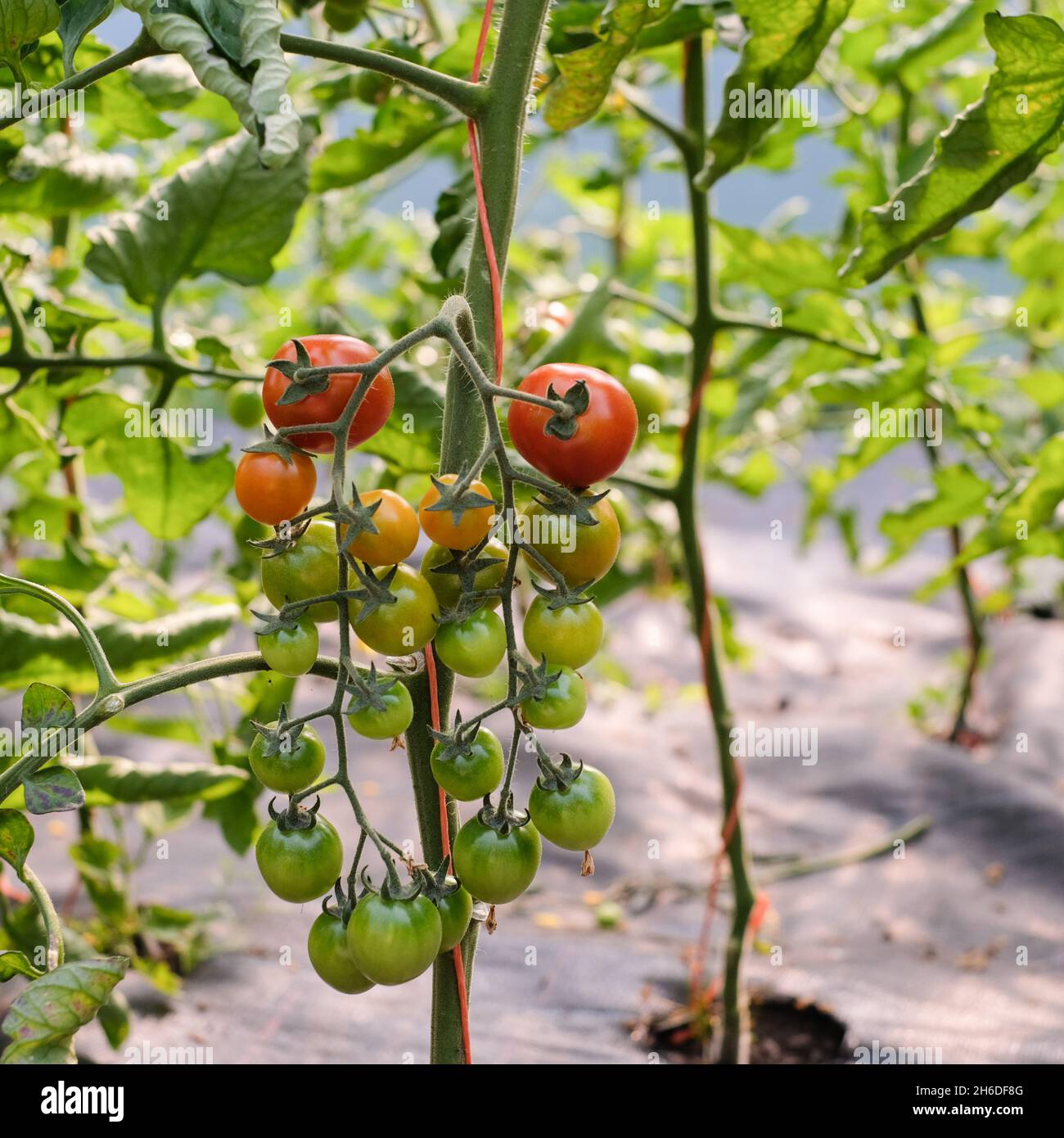 Cherry tomatoes ripening from green to red Stock Photo