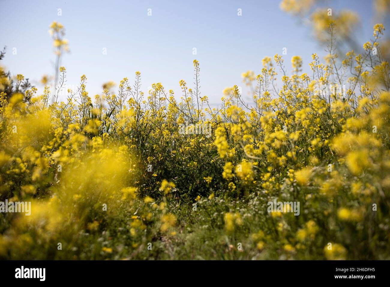 Rapeseed (Brassica napus subsp. napus) in a city park, Thessaloniki, Greece on March 27, 2021. Stock Photo