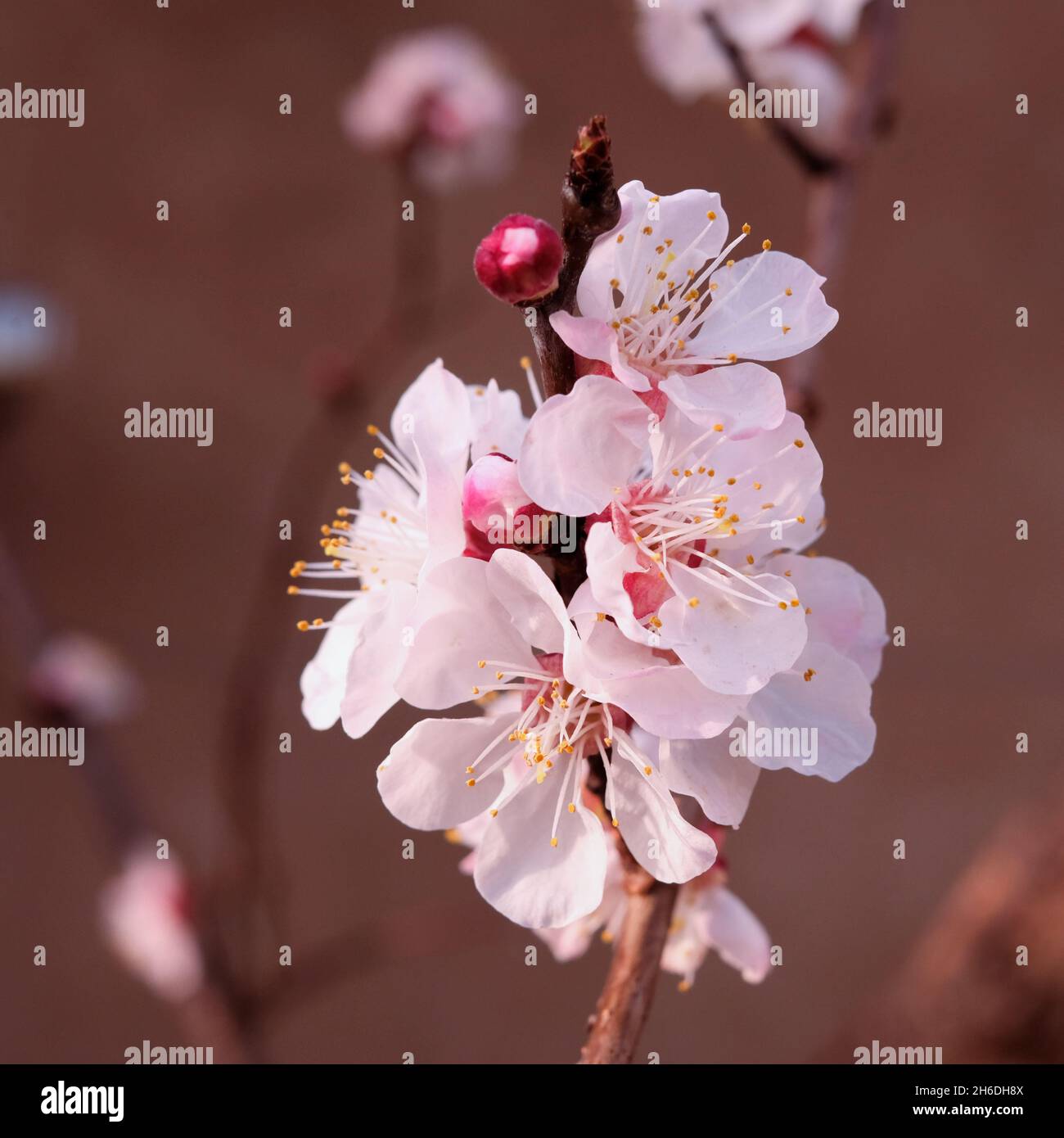 Apricot blossom Stock Photo