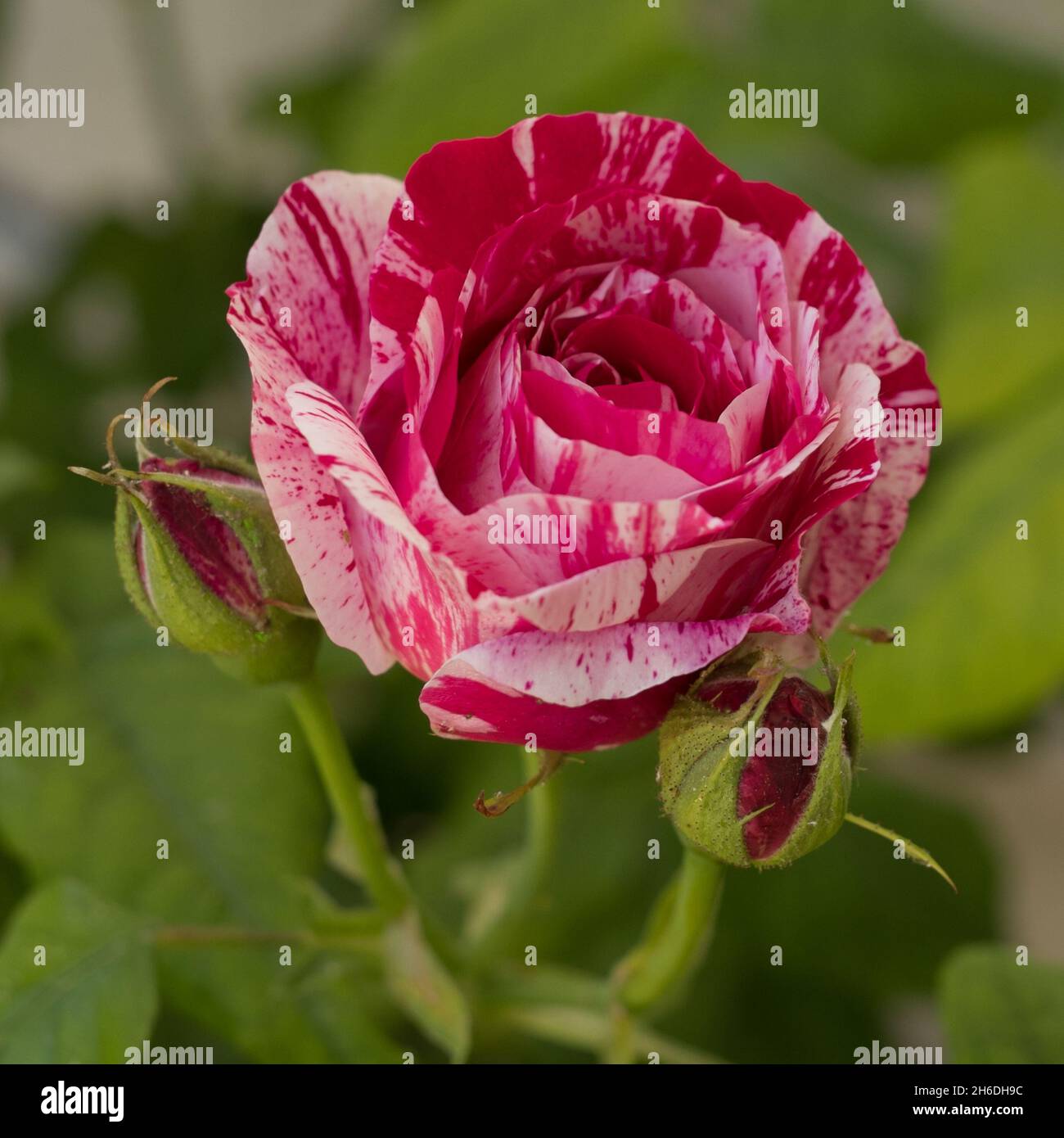 Ferdinand Pitchard rose Stock Photo