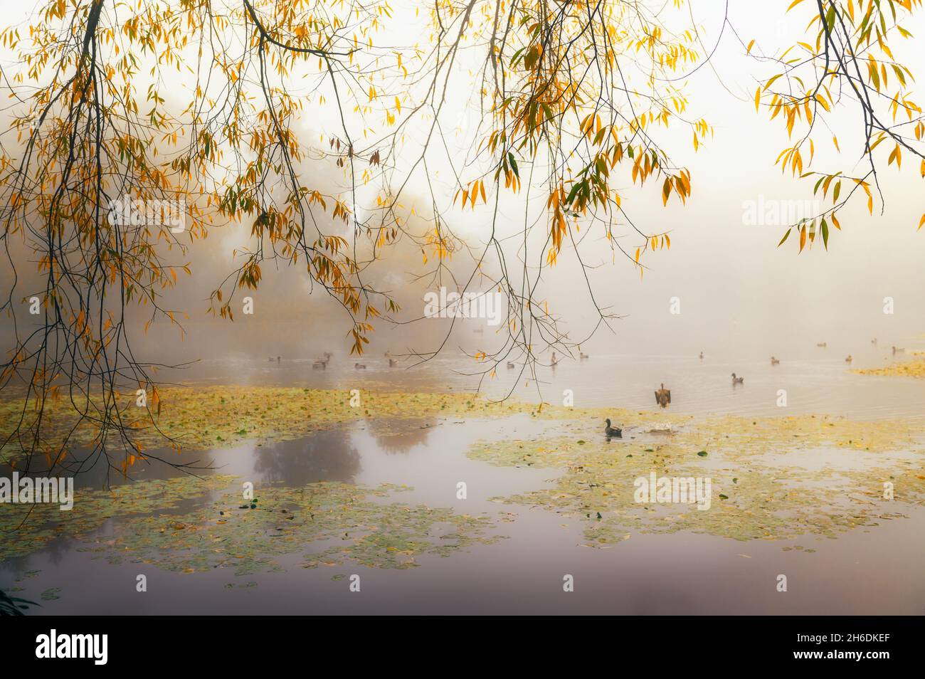 Foggy autumn morning over the lake Stock Photo - Alamy