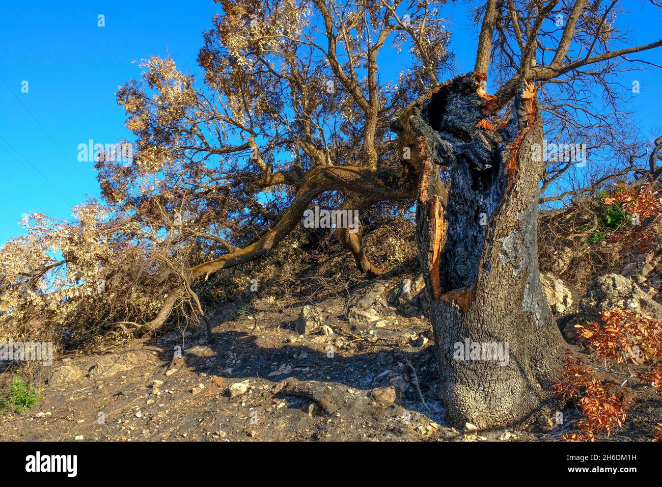 Charred remains of an ancient Holm oak tree after a summer wildfire in the Sierras Subbeticas Natural Park, Algar, Cordoba Province, Andalucia, Spain Stock Photo