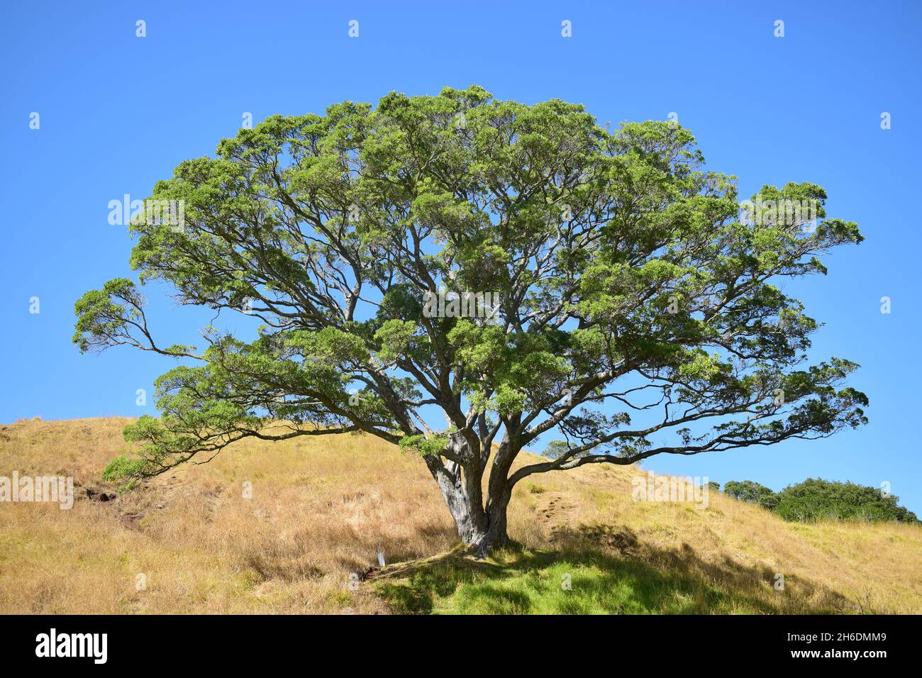 Lonely tree on a hill hi-res stock photography and images - Alamy