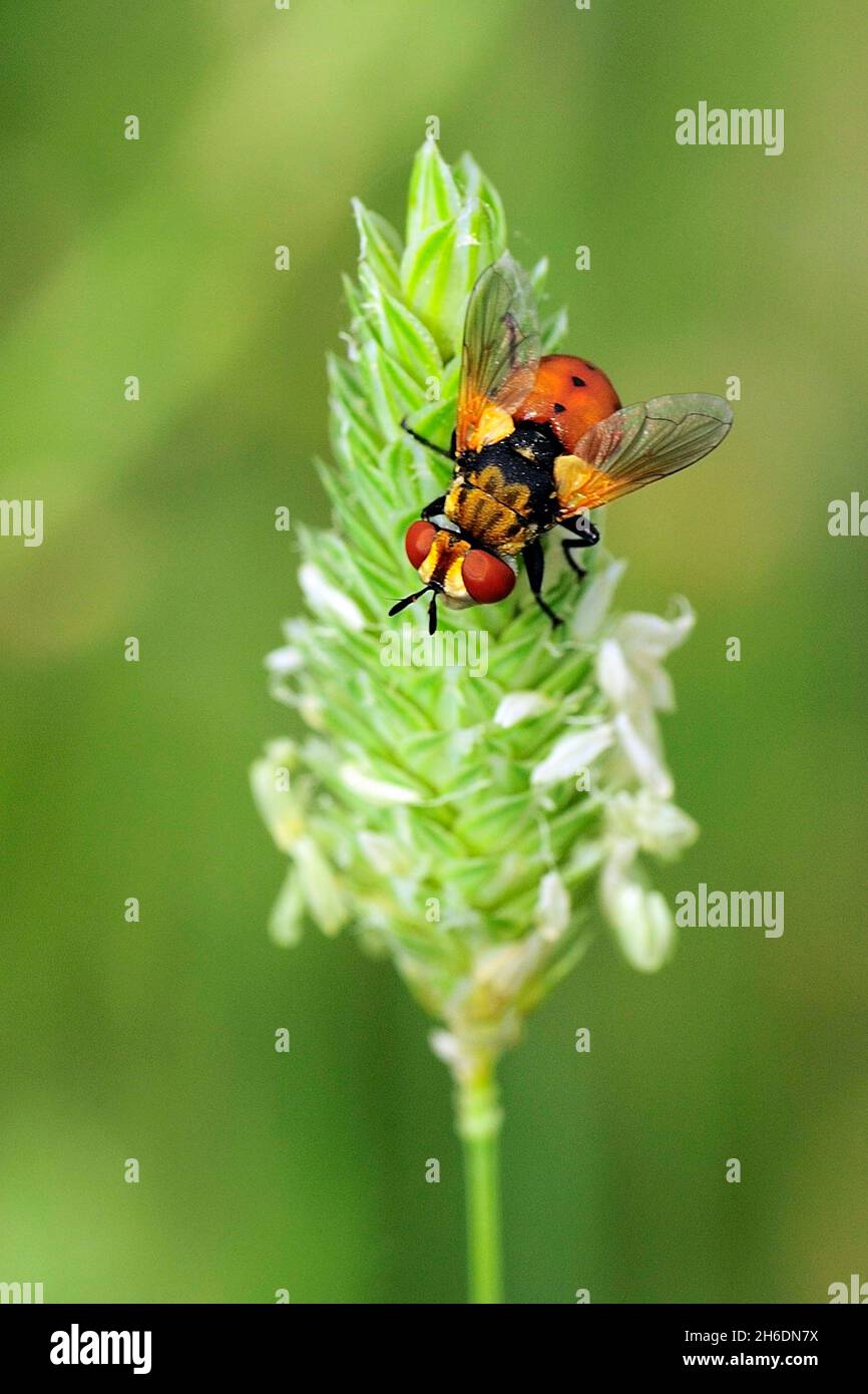 Dipteros, Insects in their natural environment. Macro photography. Stock Photo