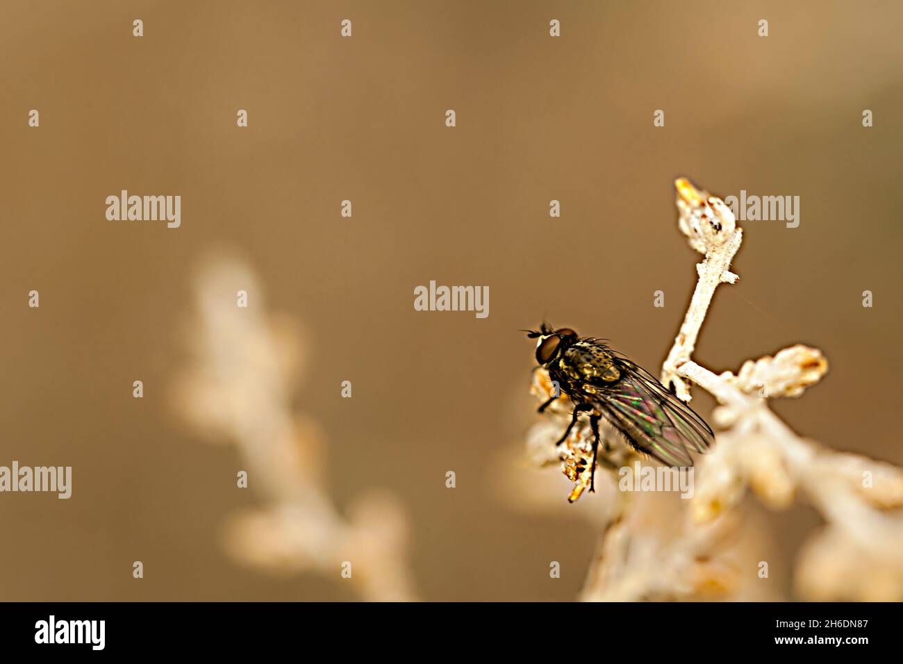 Dipteros, Insects in their natural environment. Macro photography. Stock Photo
