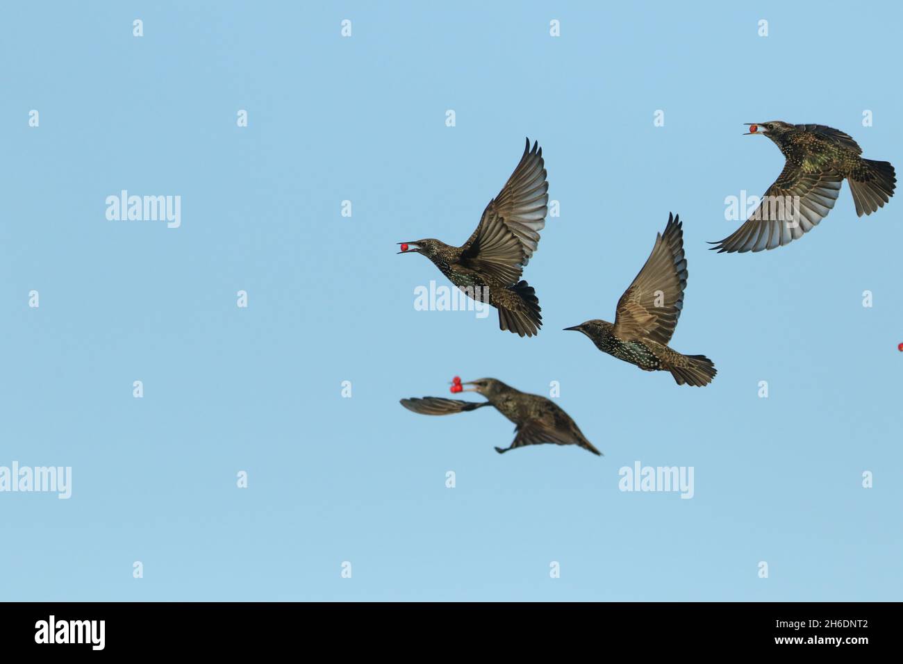Starlings are a gregarious species, roosting in very large numbers before dispersing in the morning into far smaller numbers to feed. Stock Photo