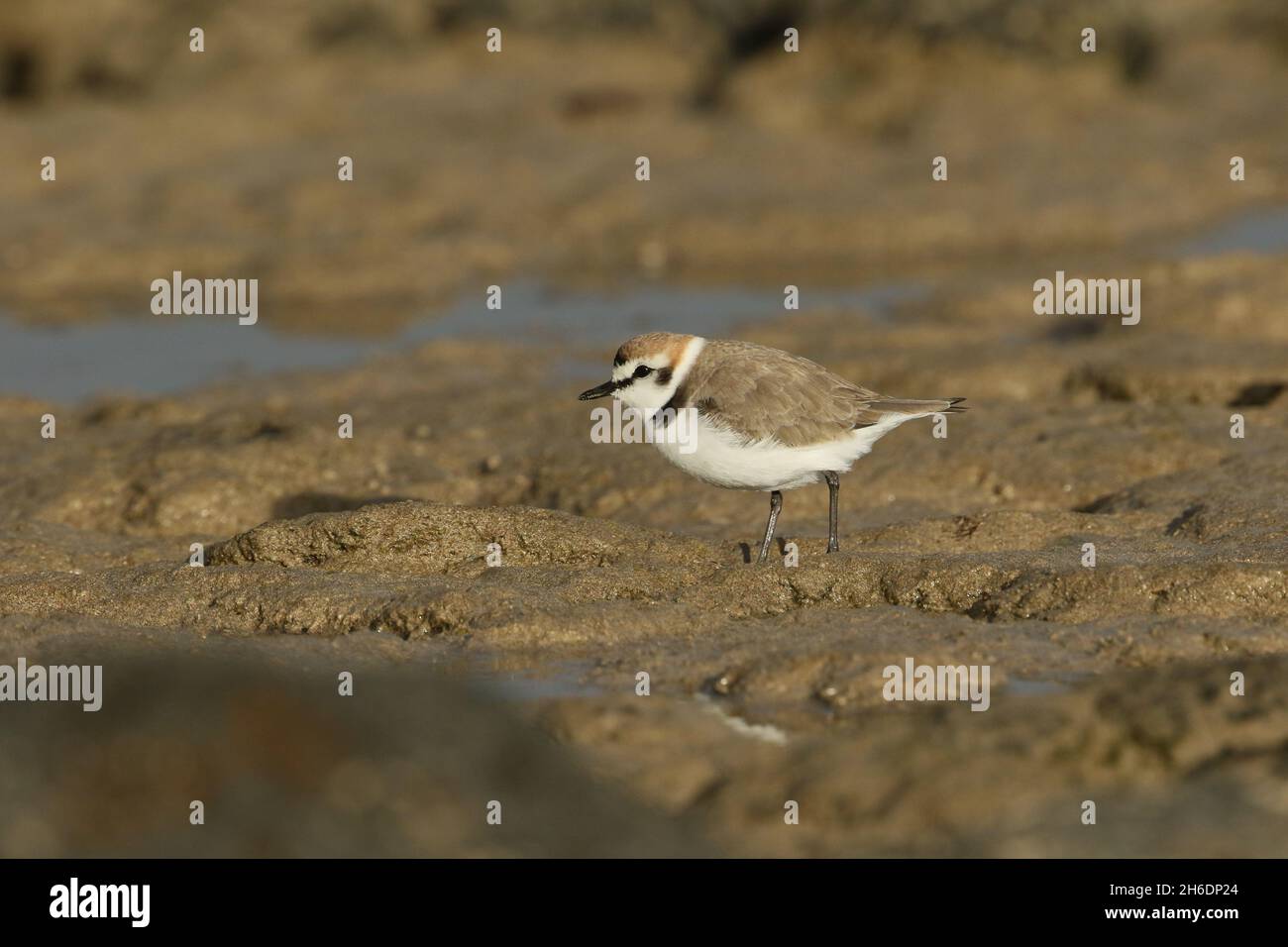 Kentish Plovers  outside of breeding can be found on rocky shores prior to relocating to suitable habitat of lagoons and intertidal areas to nest. Stock Photo