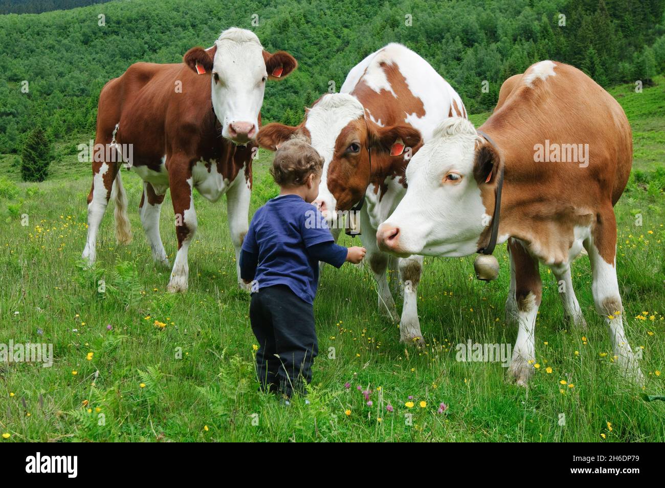 A boy in a green field with free grazing cows Photographed in Austria Stock Photo