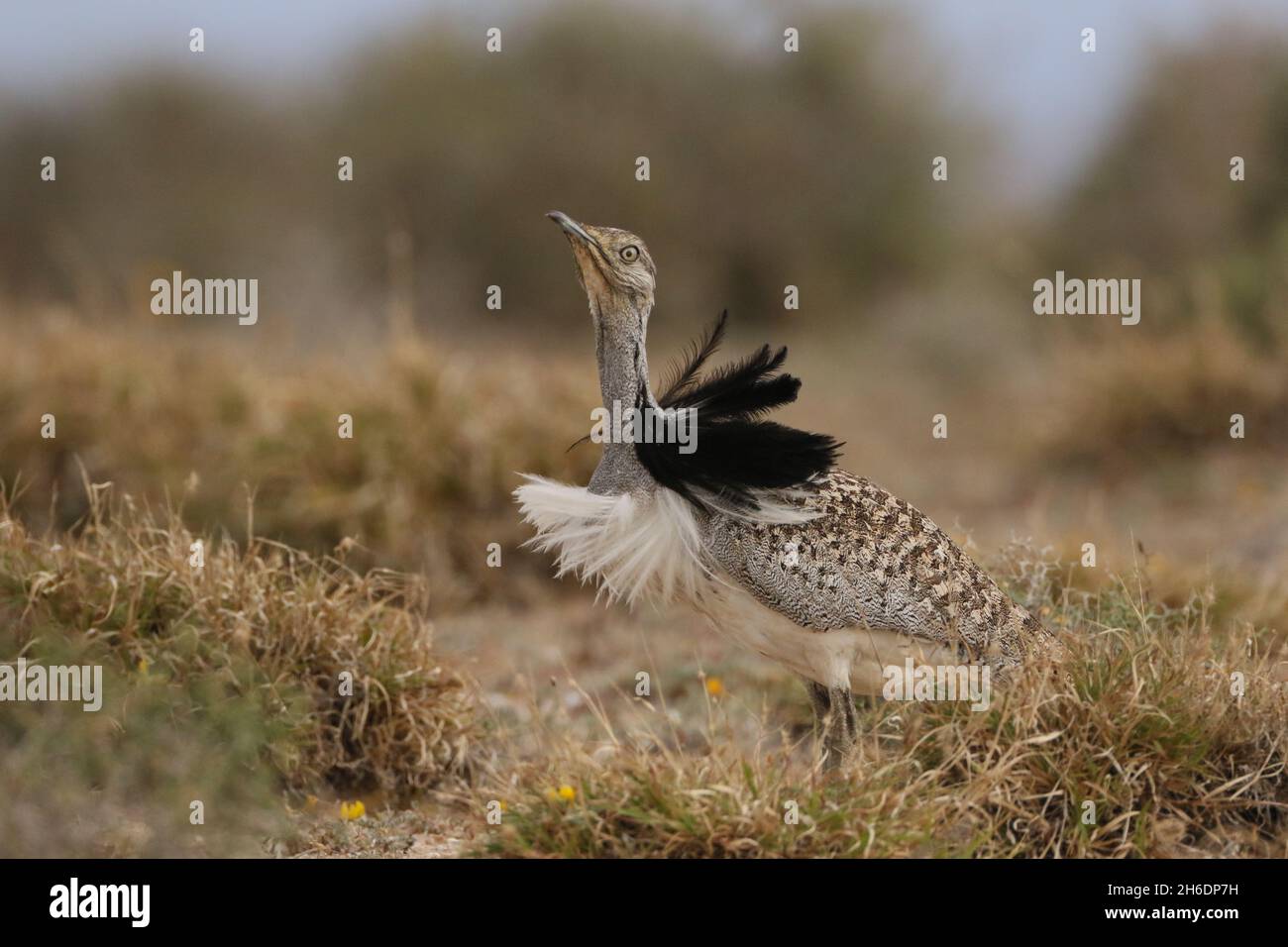 Male Houbara have black and white neck frills which they flick up running around the scrubland.  visible for miles Stock Photo
