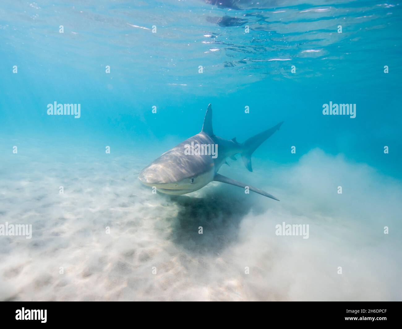 Dusky shark (Carcharhinus obscurus) a species of requiem shark, in the family Carcharhinidae, occurring in tropical and warm-temperate continental sea Stock Photo