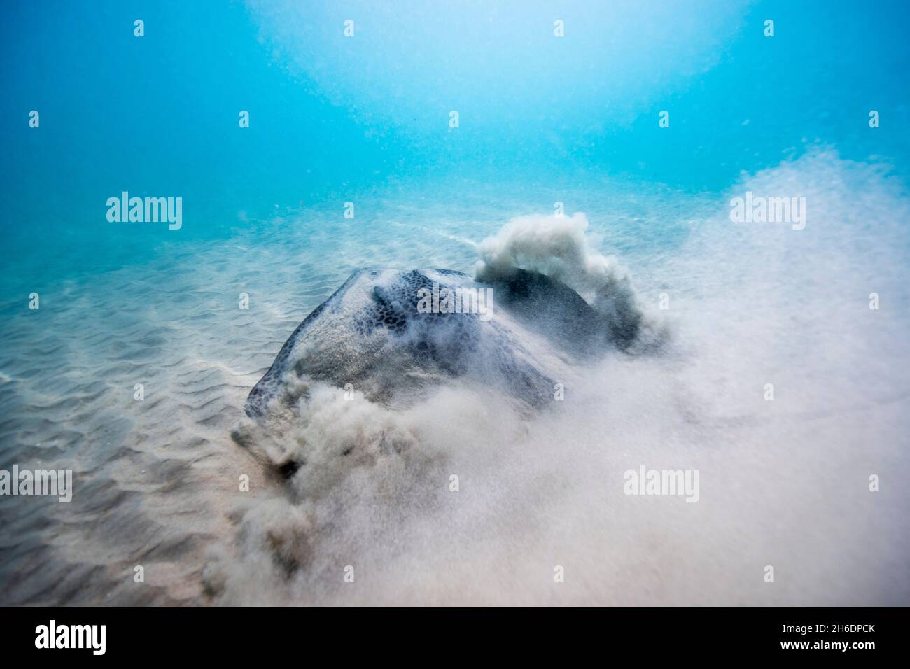 Honeycomb stingray (Himantura uarnak) on the seabed. Photographed in the Mediterranean Sea, Hadera, Israel Stock Photo