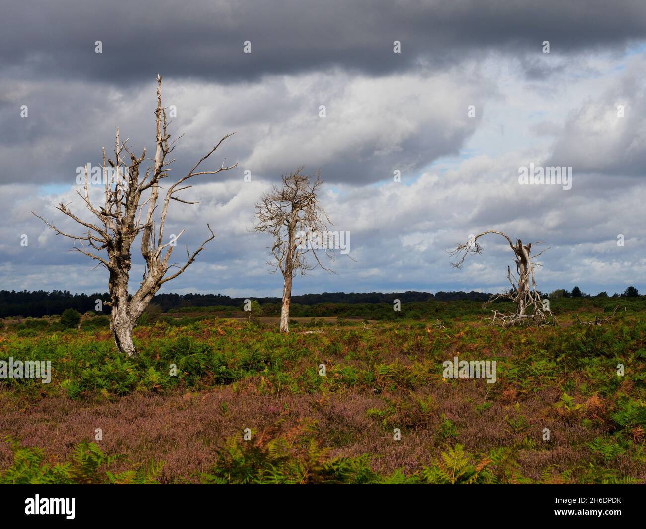 Three dead trees, The New Forest, Hampshire, UK Stock Photo