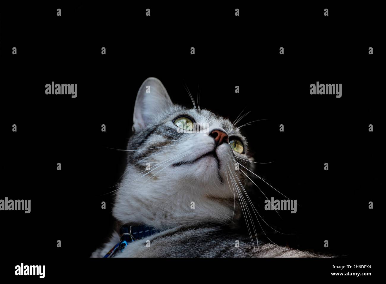 Cat against a black background Stock Photo