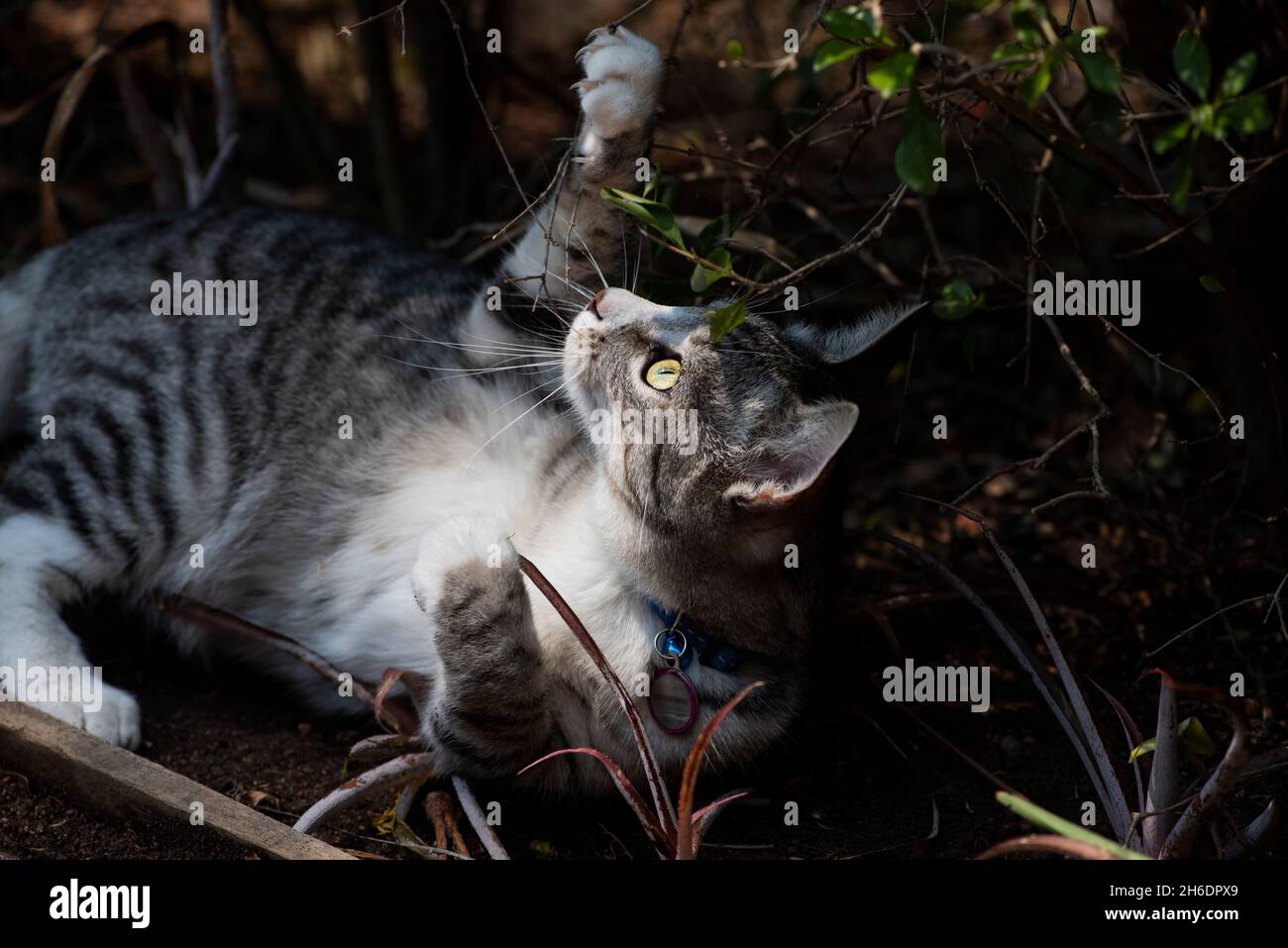 A young cat playing outside Stock Photo