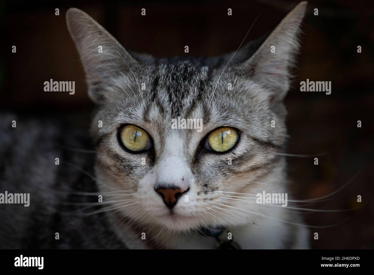 Portrait of a beautiful cat Stock Photo