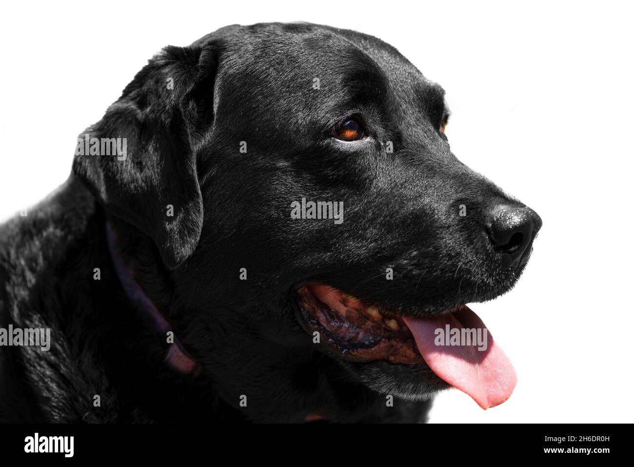Close up of a black labrador against a white background Stock Photo