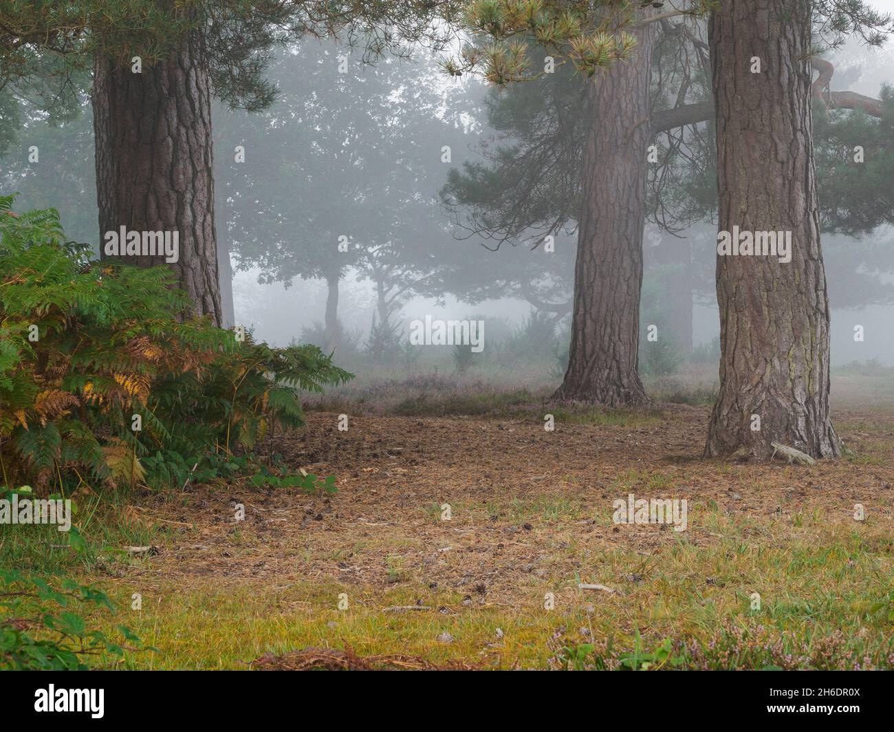 Misty Autumn morning at yewtree bottom area of the New Forest, Hampshire, UK Stock Photo
