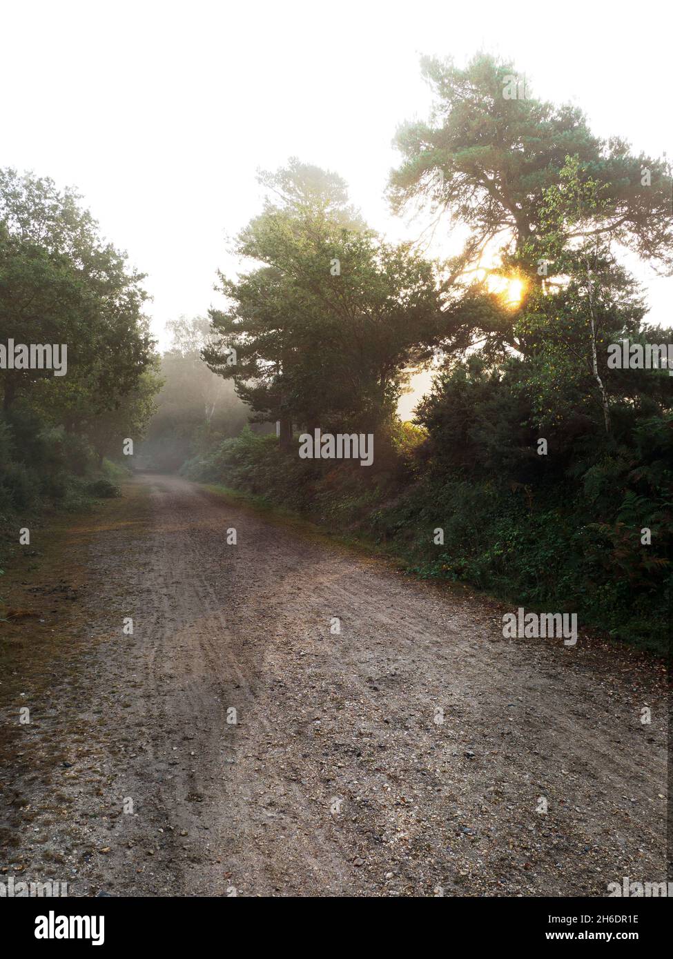 Misty Autumn morning along an old railway track at yewtree bottom area of the New Forest, Hampshire, UK Stock Photo