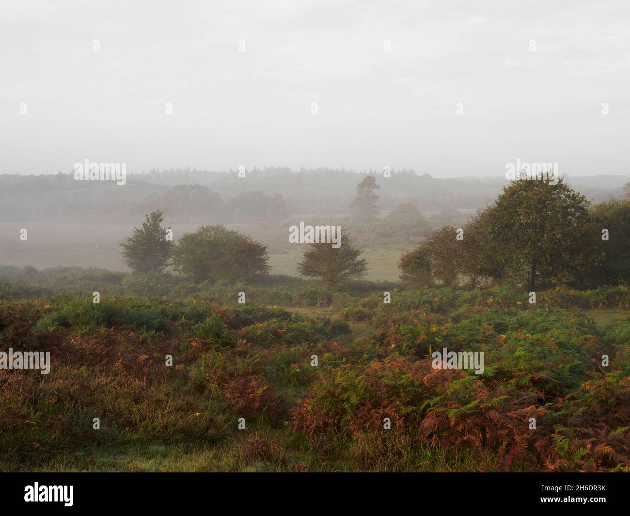 Misty Autumn morning at yewtree bottom area of the New Forest, Hampshire, UK Stock Photo