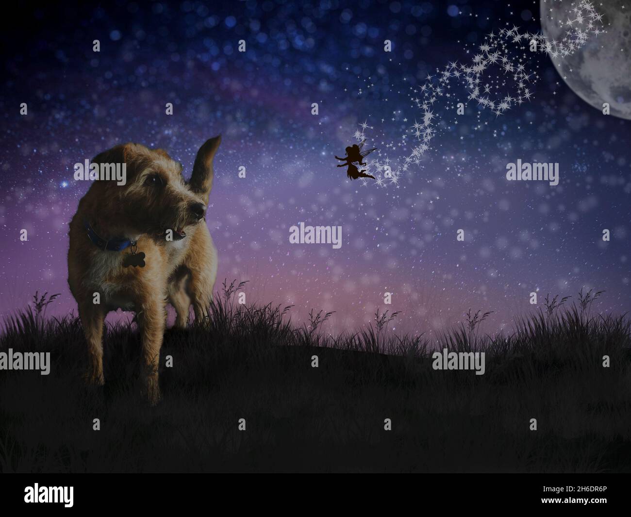 Fantasy Image Of Small Dog And Fairy Stock Photo Alamy