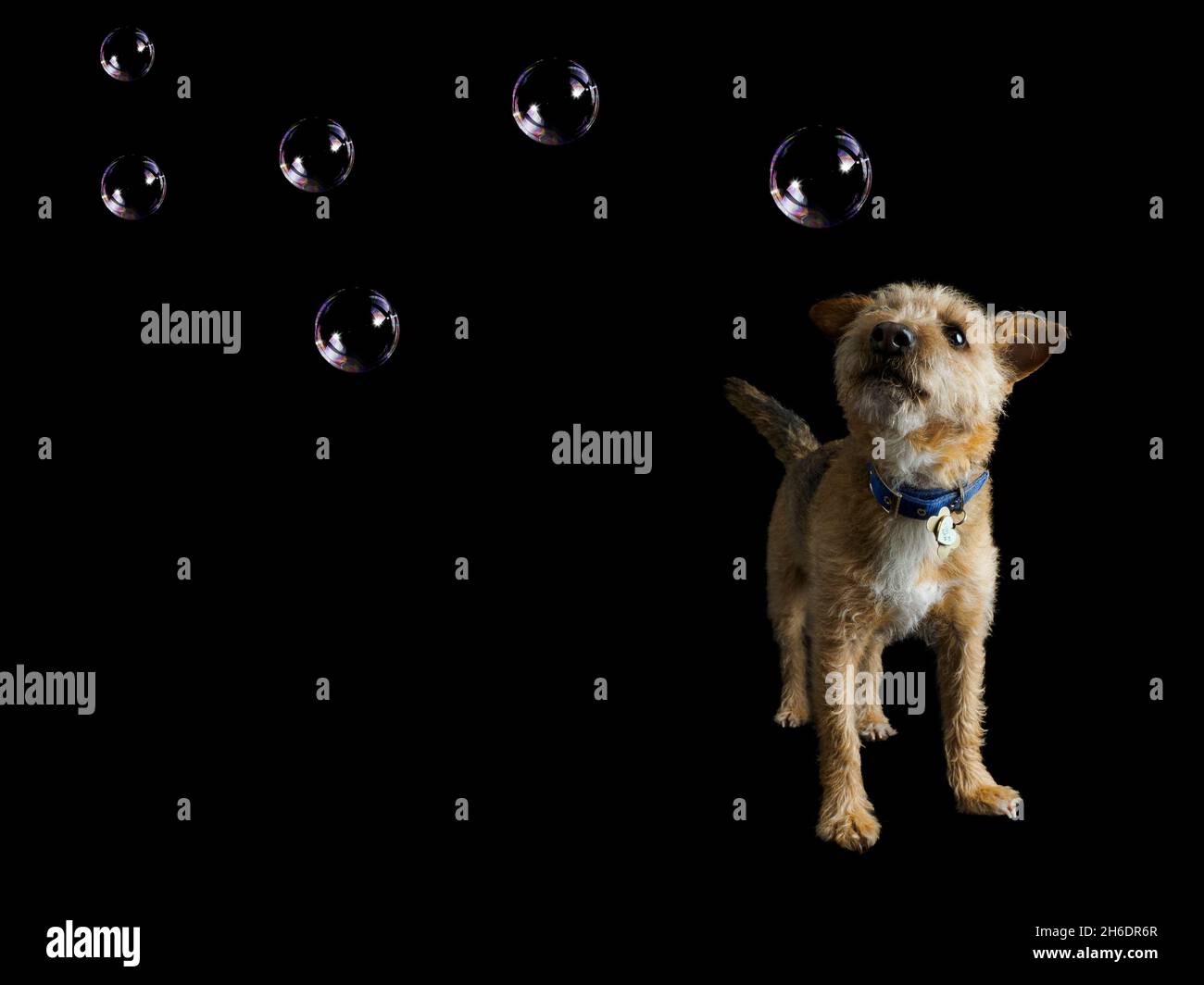 Wire Haired Jack Russell cross Border Terrier watching soap bubbles on black background, UK Stock Photo