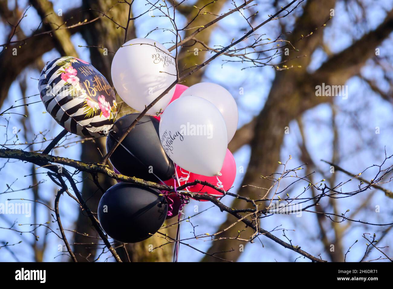 RIGA, LATVIA. 21st April 2021. Selective focus photo. Balloons with happy birthday printed on has stucked on the tree. Stock Photo