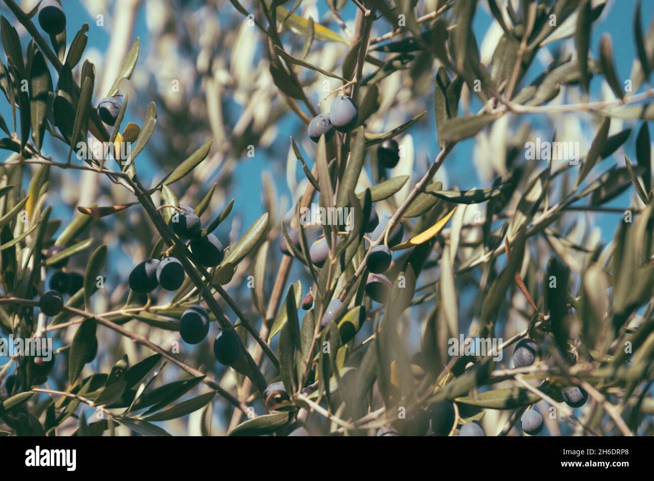 Selective shot of a beautiful olive tree with olives growing on i Stock ...