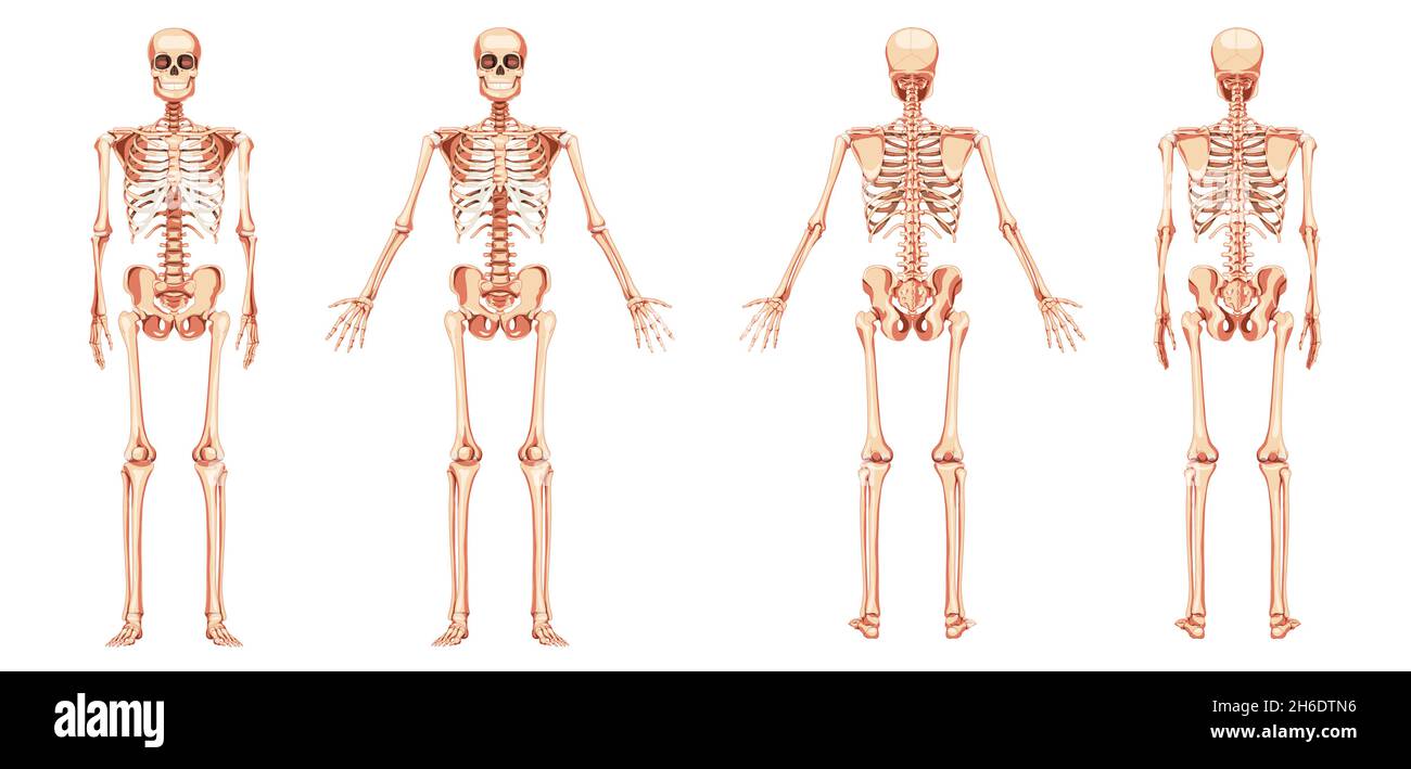 Skeleton Human diagram front back anterior posterior view with two arm poses. Set of realistic flat natural colour concept Vector illustration didactic board of anatomy isolated on white background Stock Vector