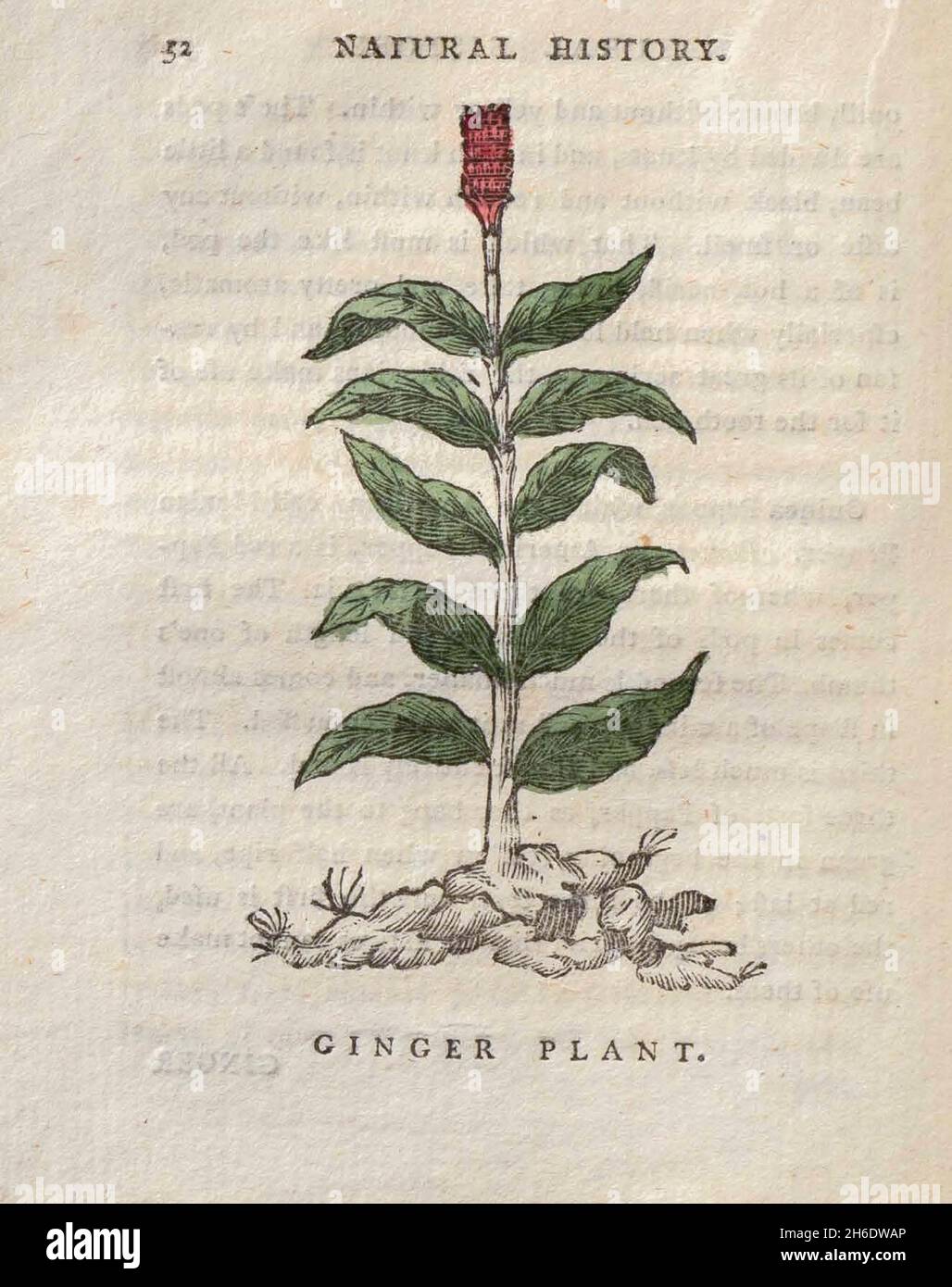 Ginger Plant from the book ' The beauties of the creation ', or, a new moral system of natural history : in five volumes: consisting of quadrupeds, birds, fishes and reptiles, trees and flowers, &c. &c. v.5 Trees Printed in London by George Riley in 1793 Stock Photo