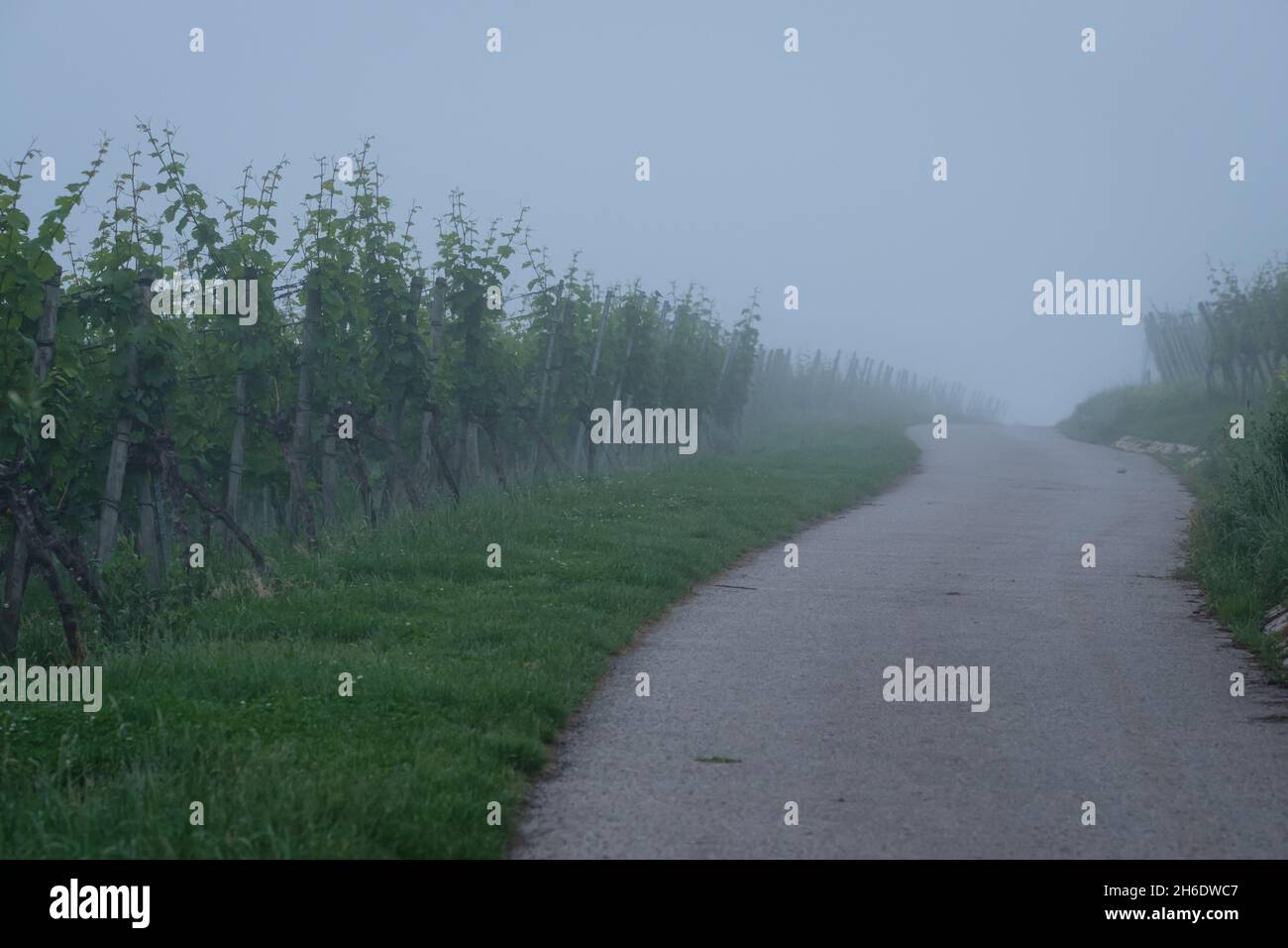 Road in a vineyard with fog landscape Stock Photo - Alamy